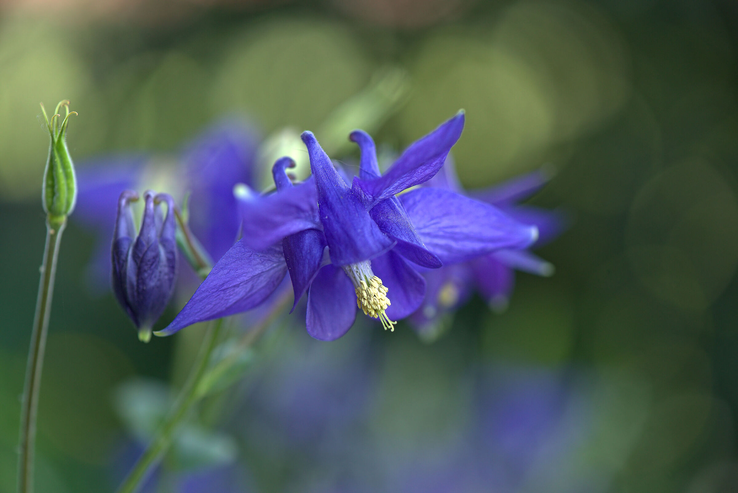 Aquilegia vulgaris