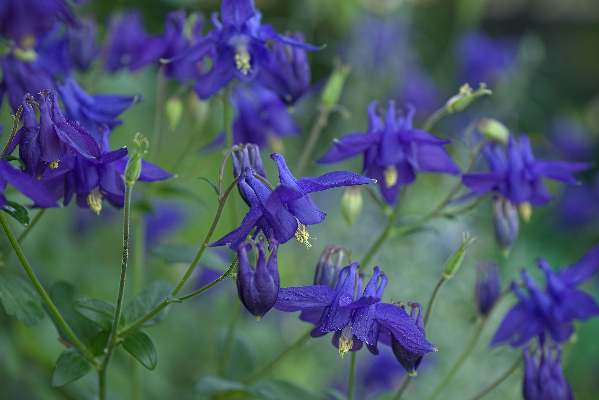 Aquilegia vulgaris