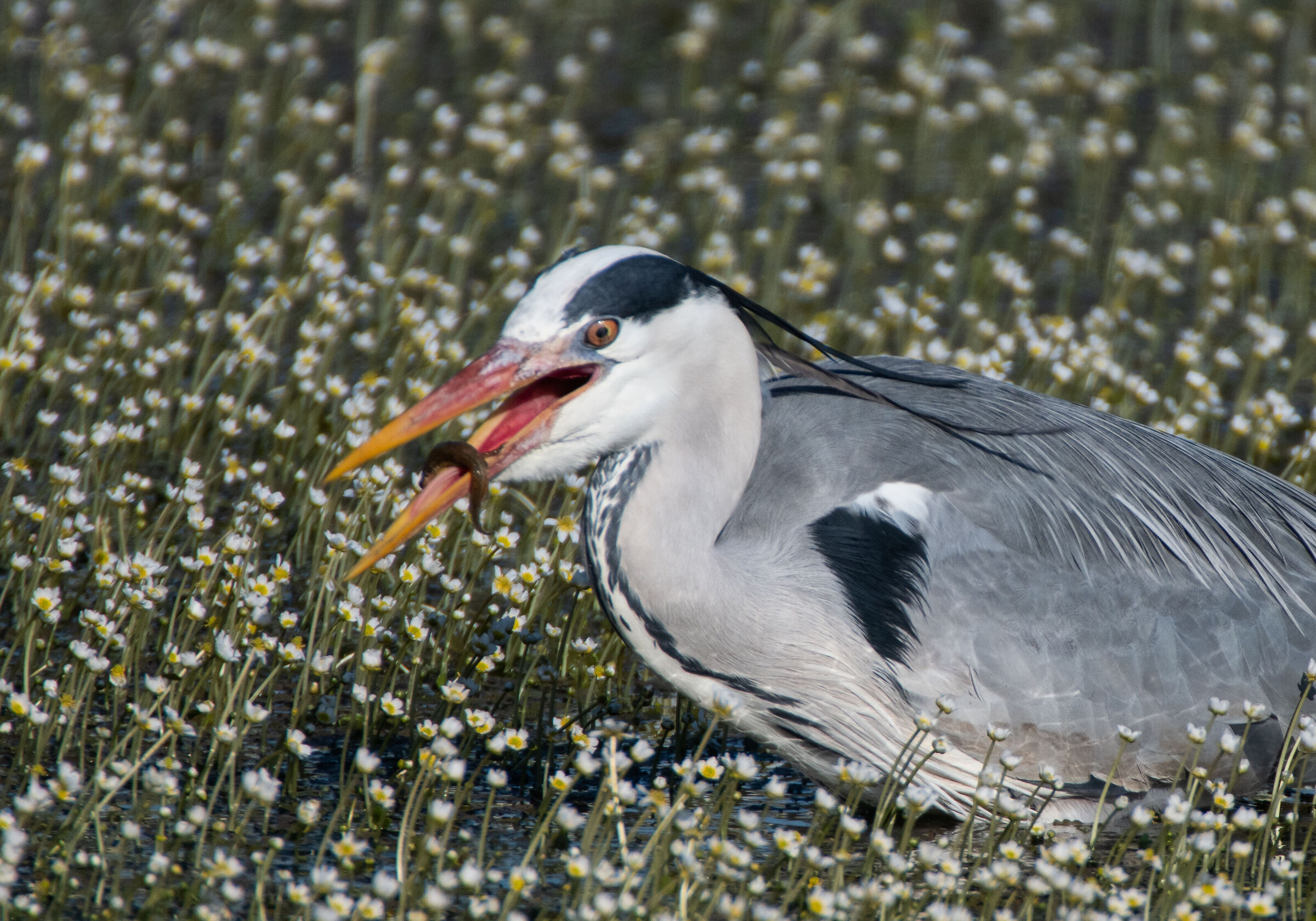 Grey heron