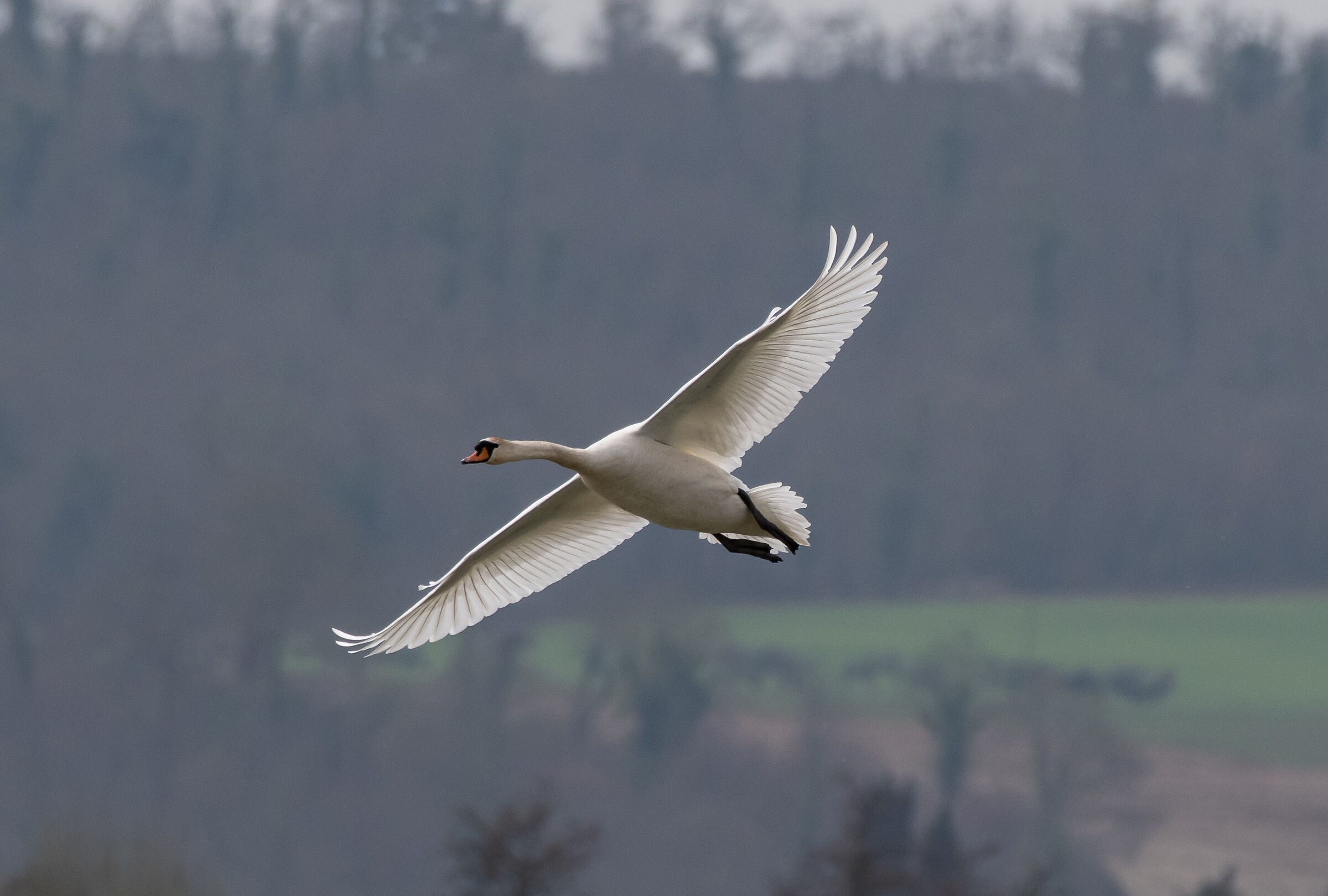 Mute swan