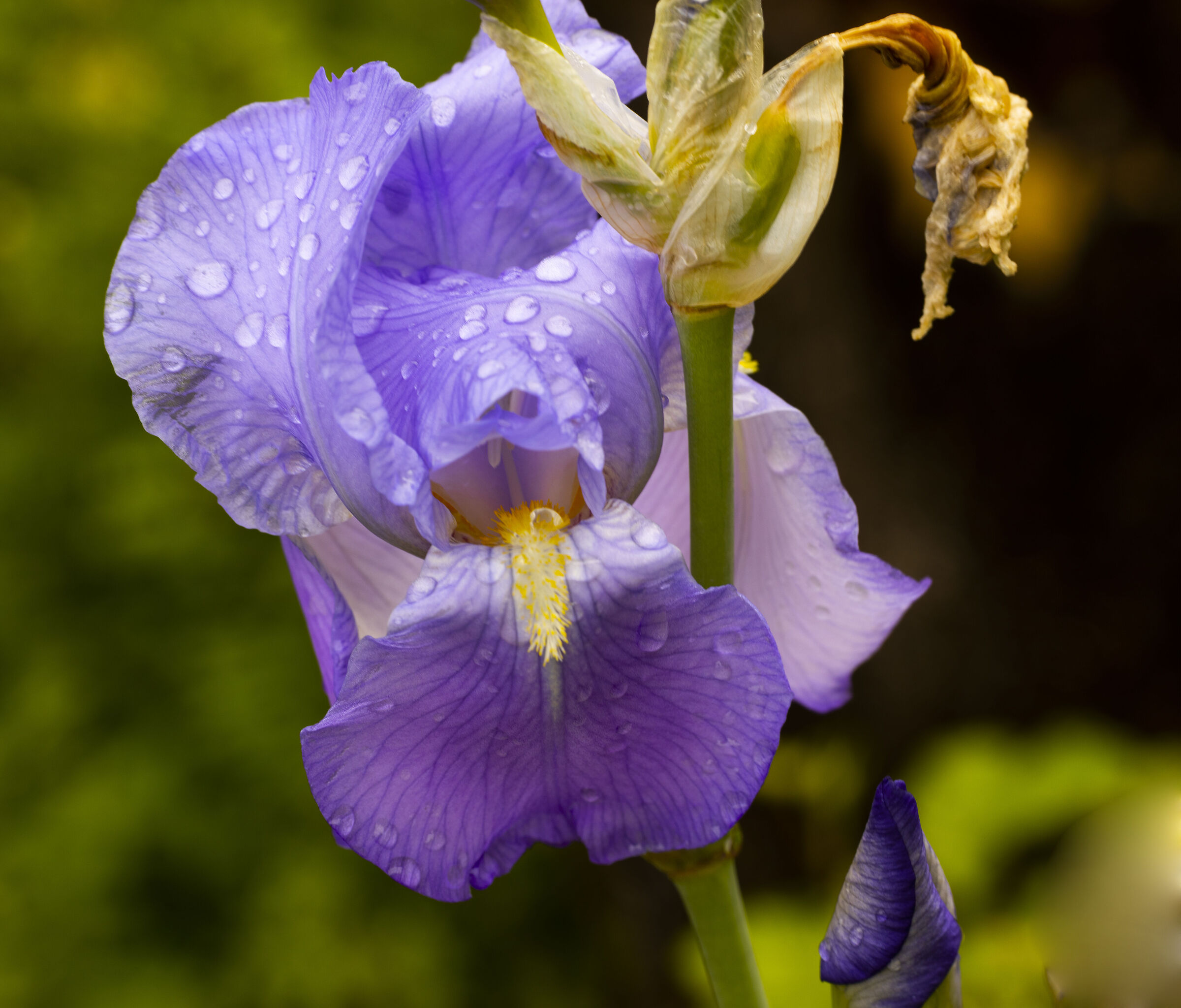 Iris