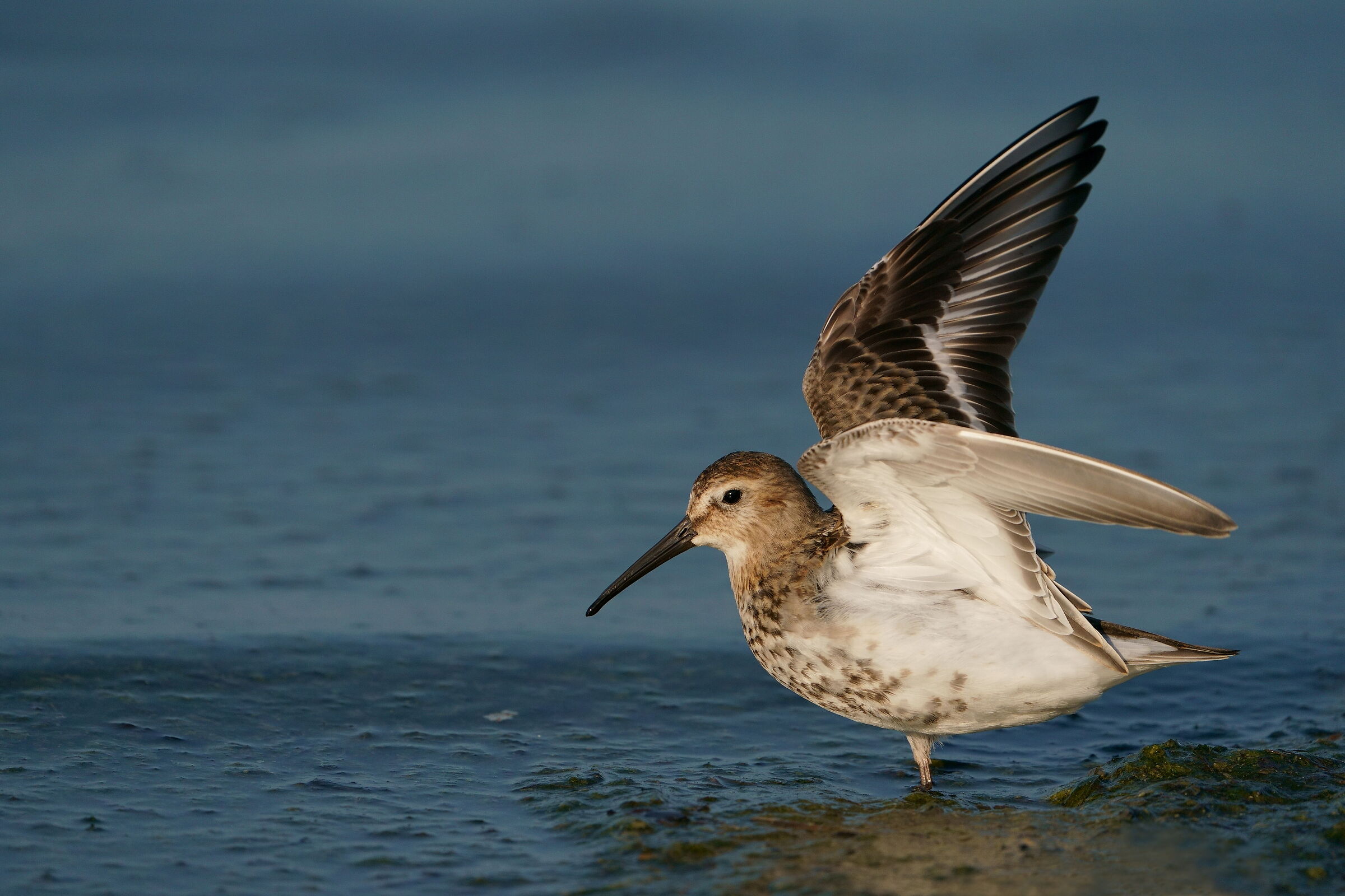 Dunlin