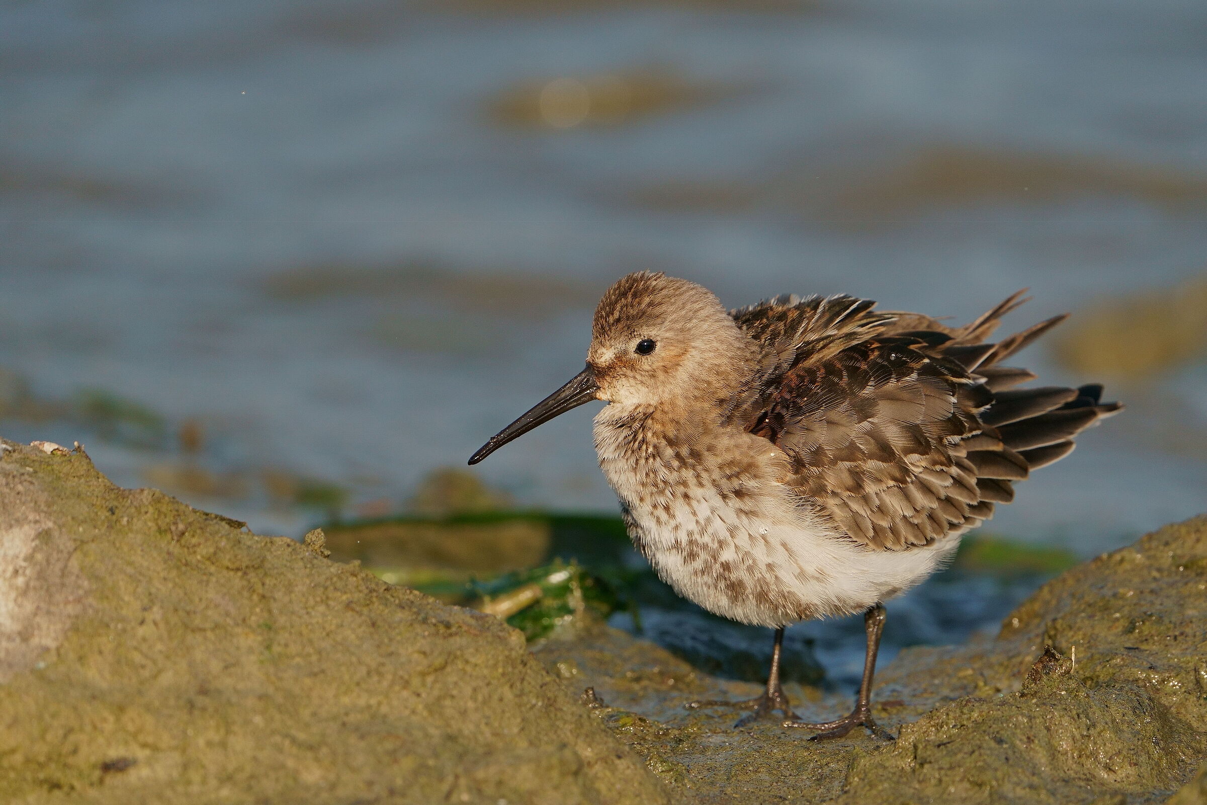Dunlin