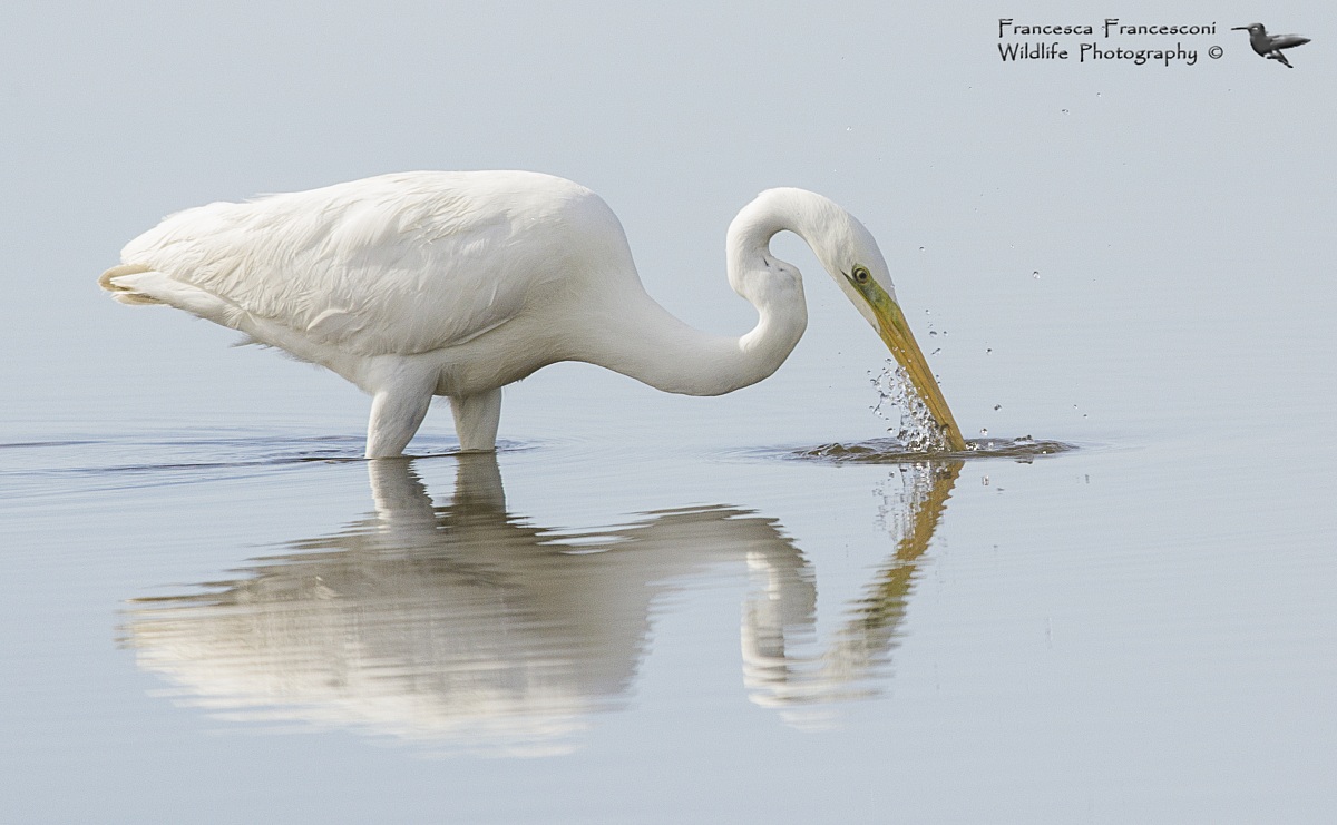 Airone bianco maggiore
