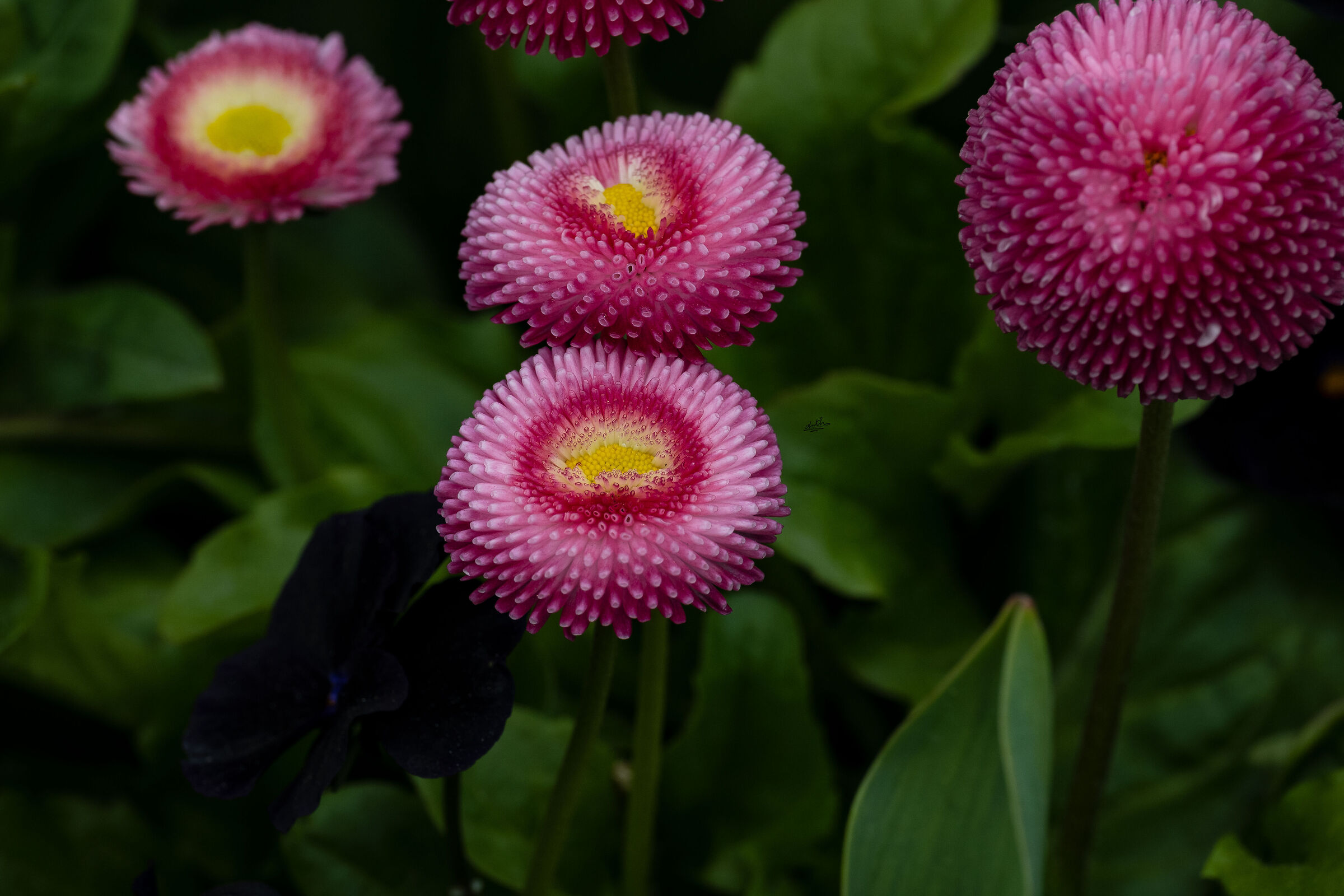 Bellis perennis cv.
