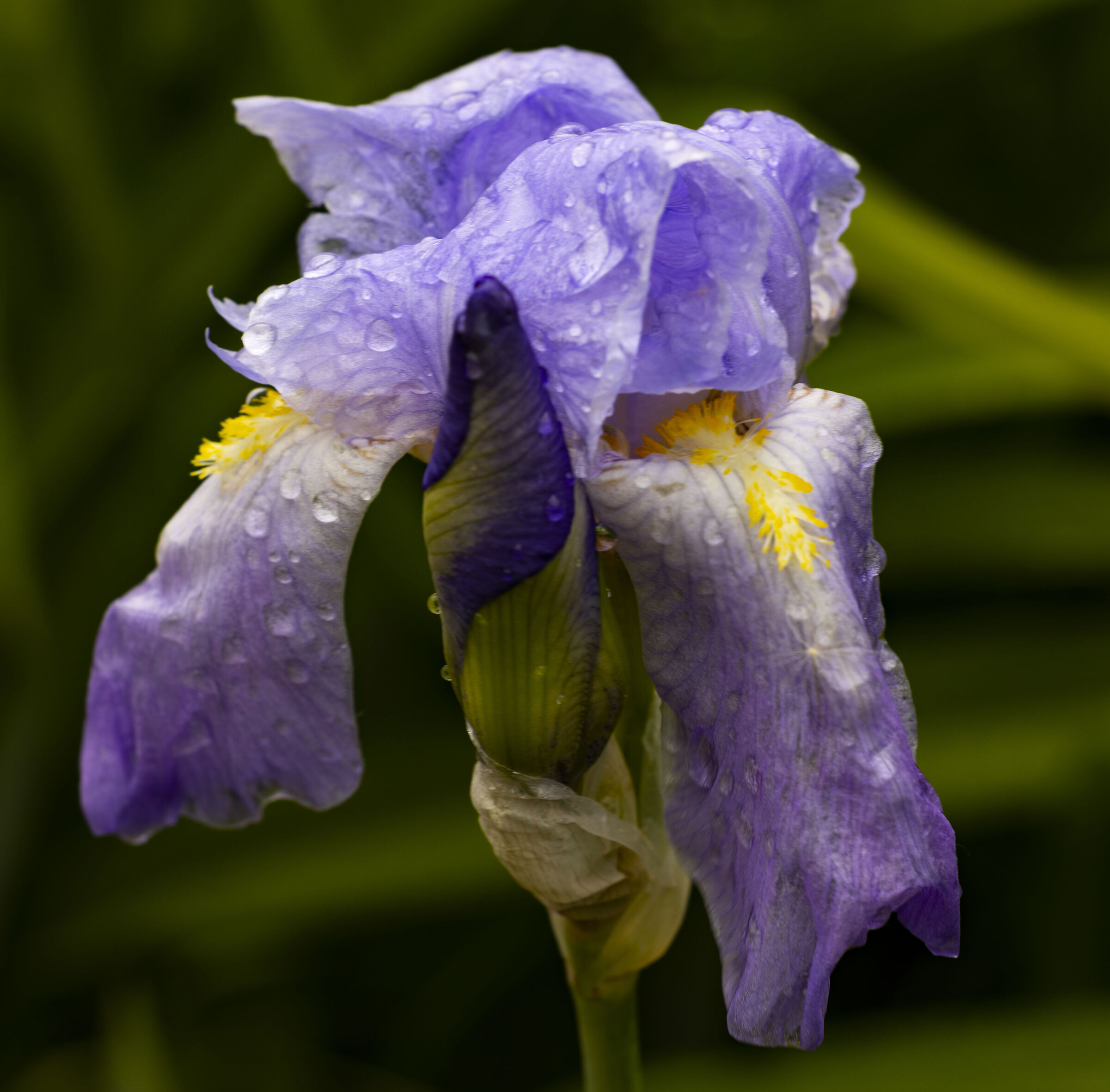 Iris