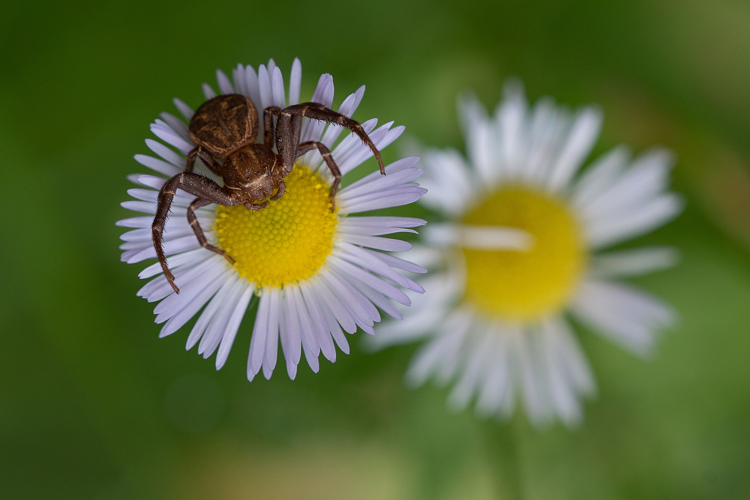 Crab spider
