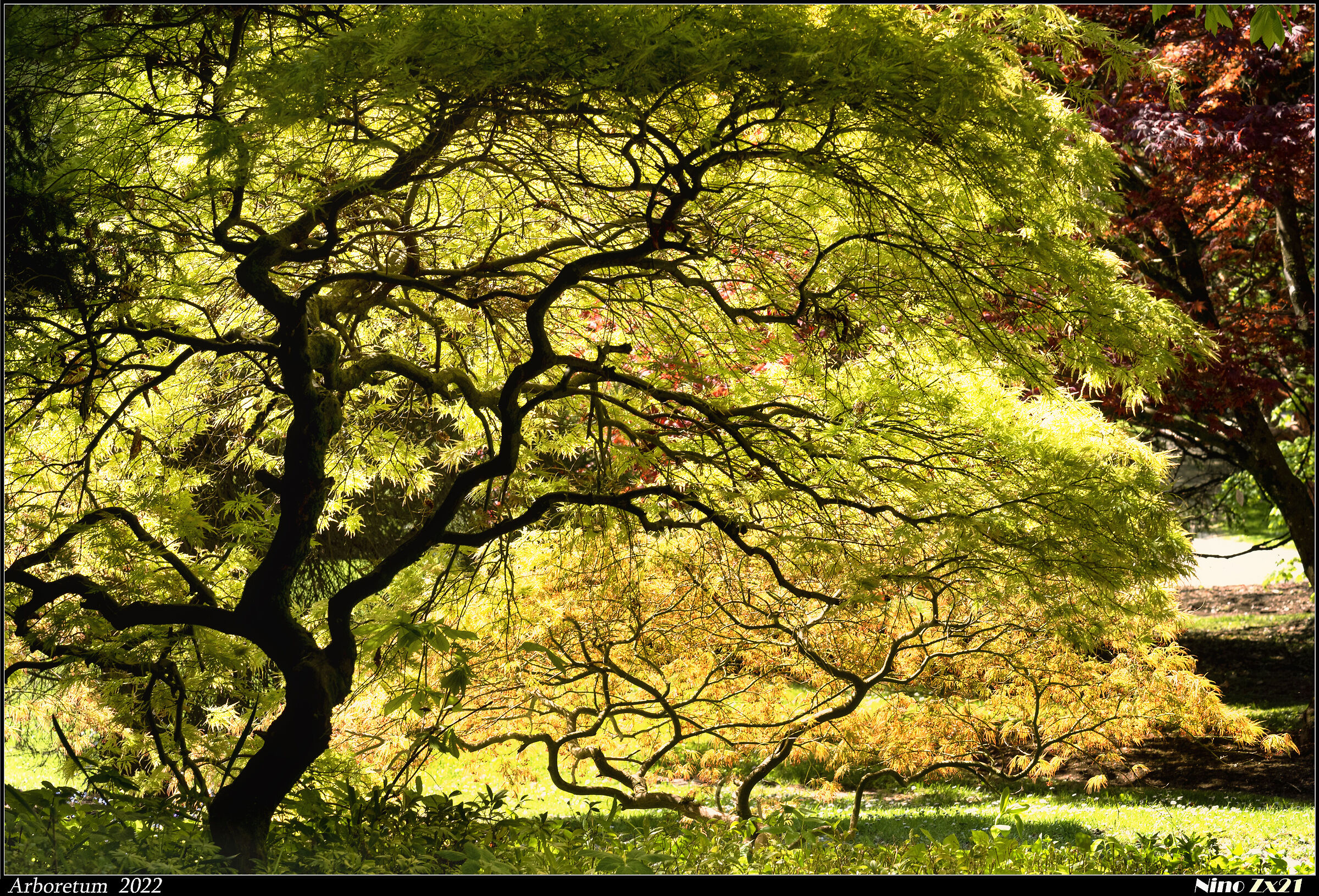 Arboretum 2022