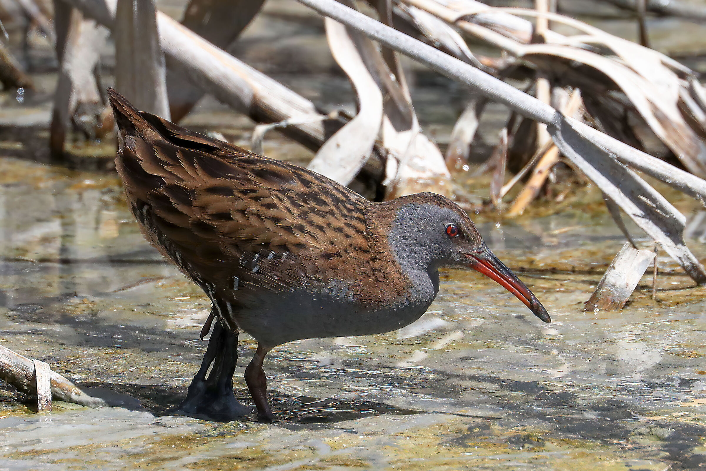 Water rail