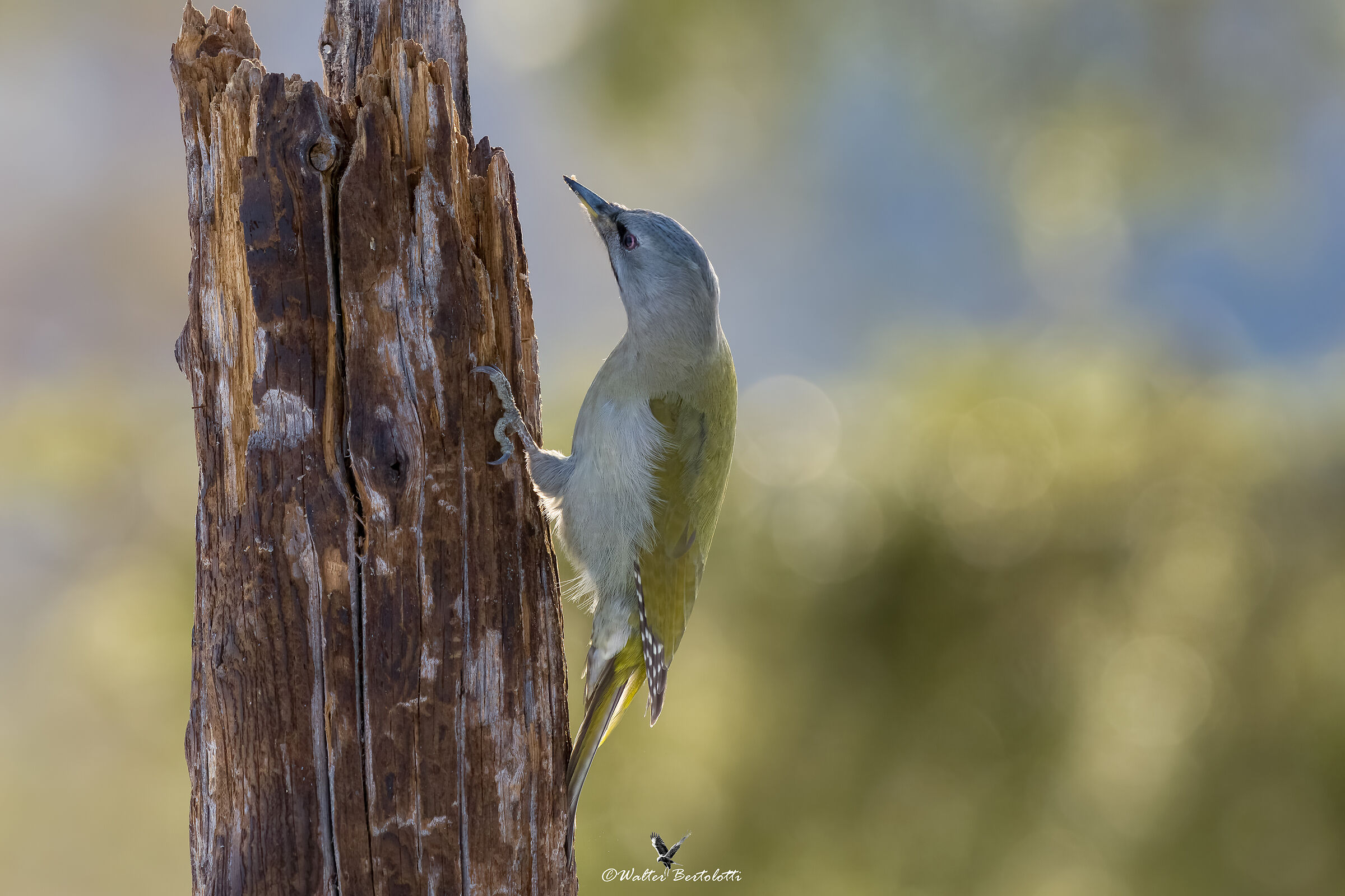 grey-headed woodpecker