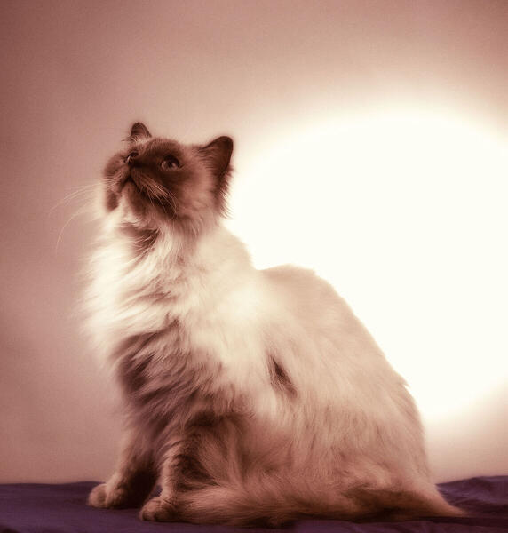 Foto