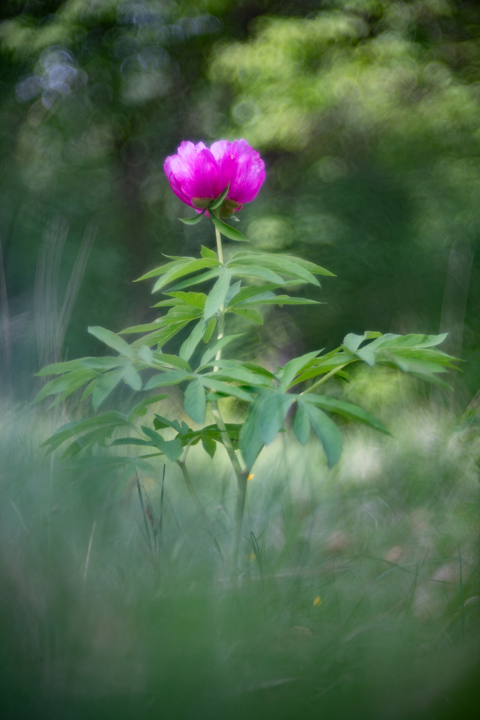Peony officinalis