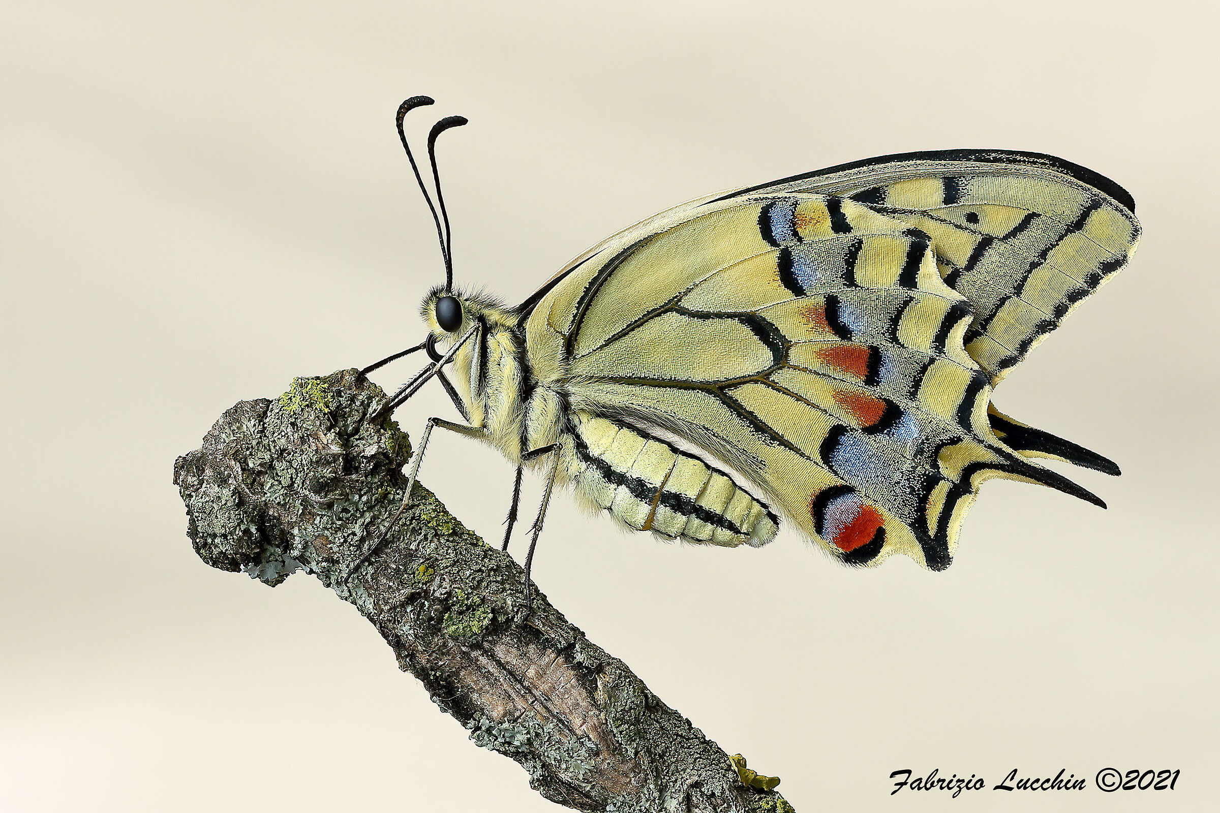 Papilio machaon