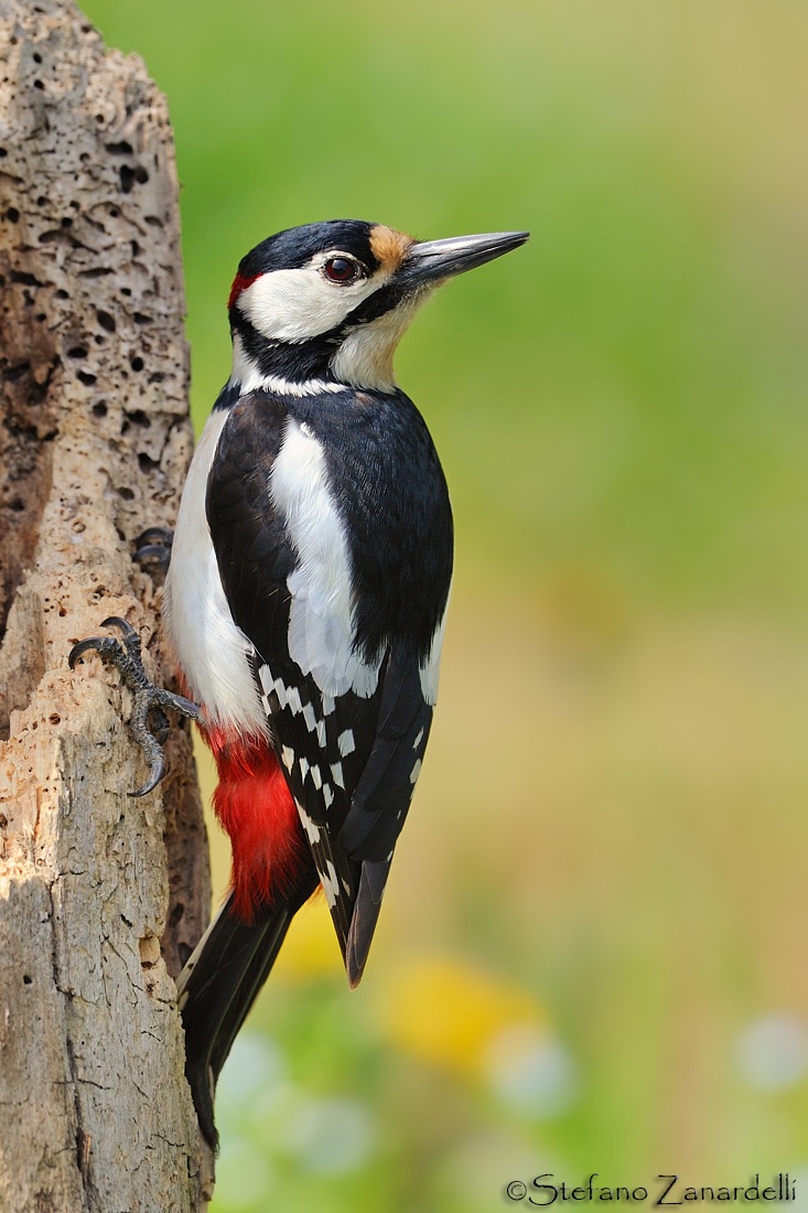 Great Spotted Woodpecker