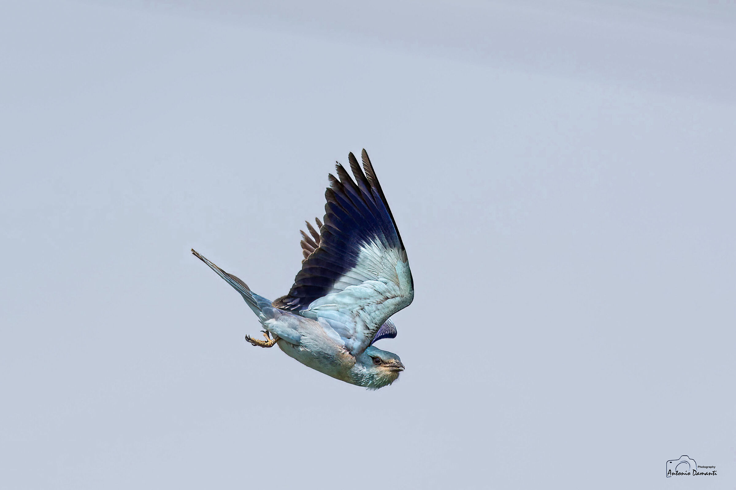 The look of the sea jay