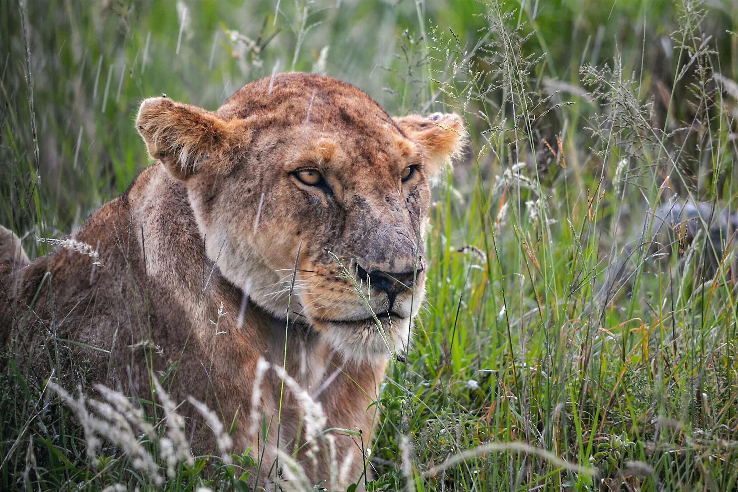 Rain