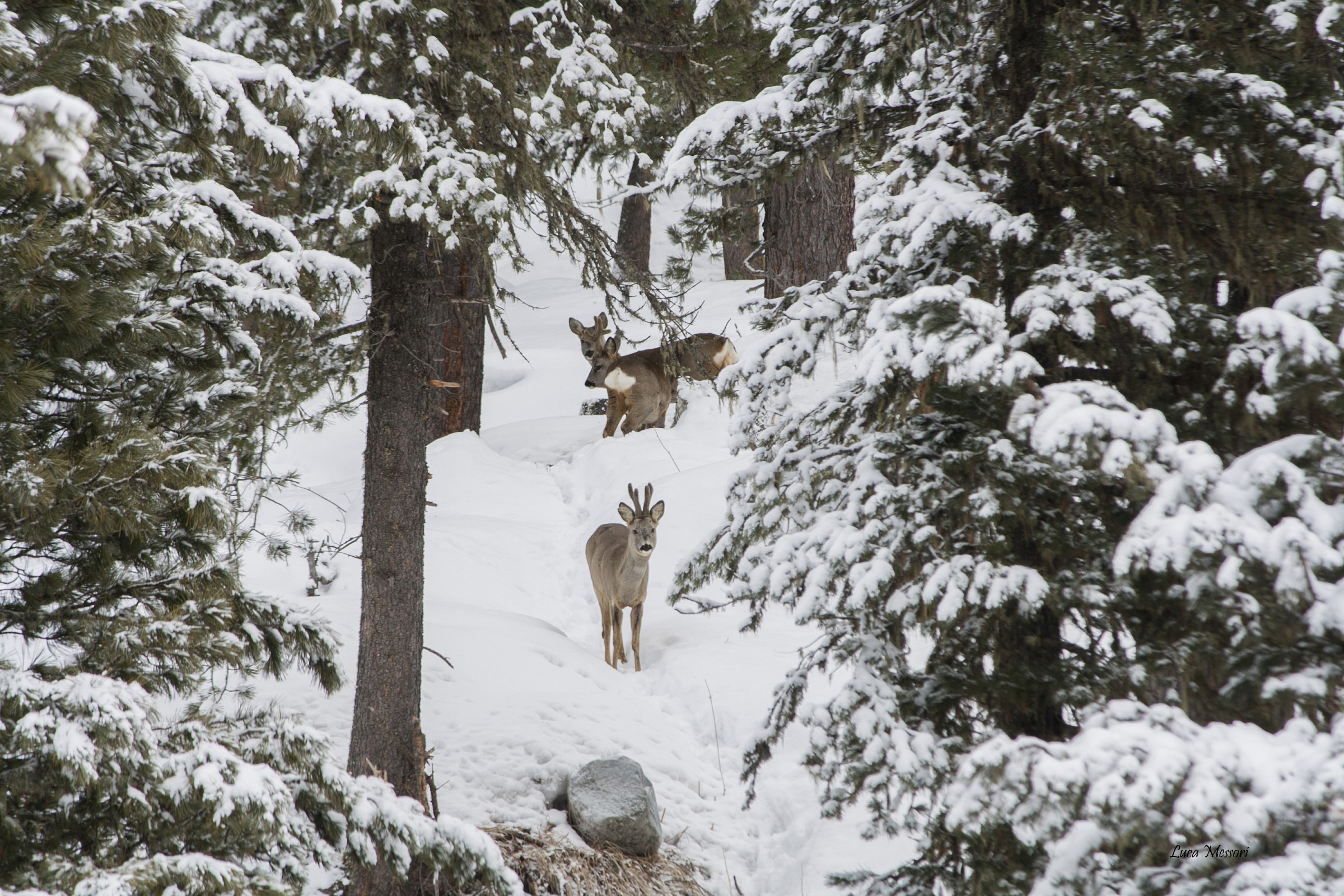 Caprioli nel bosco