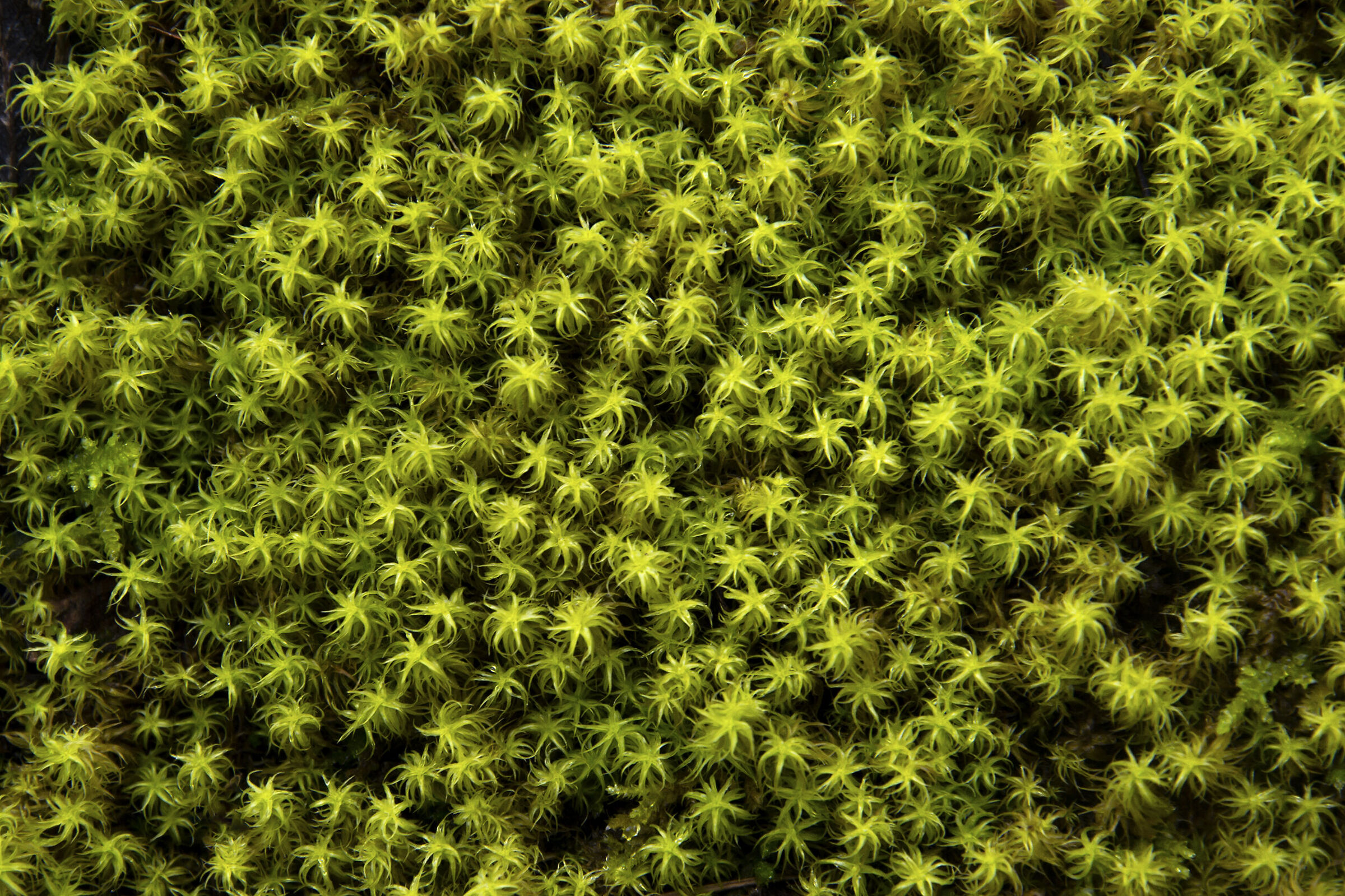 Moss