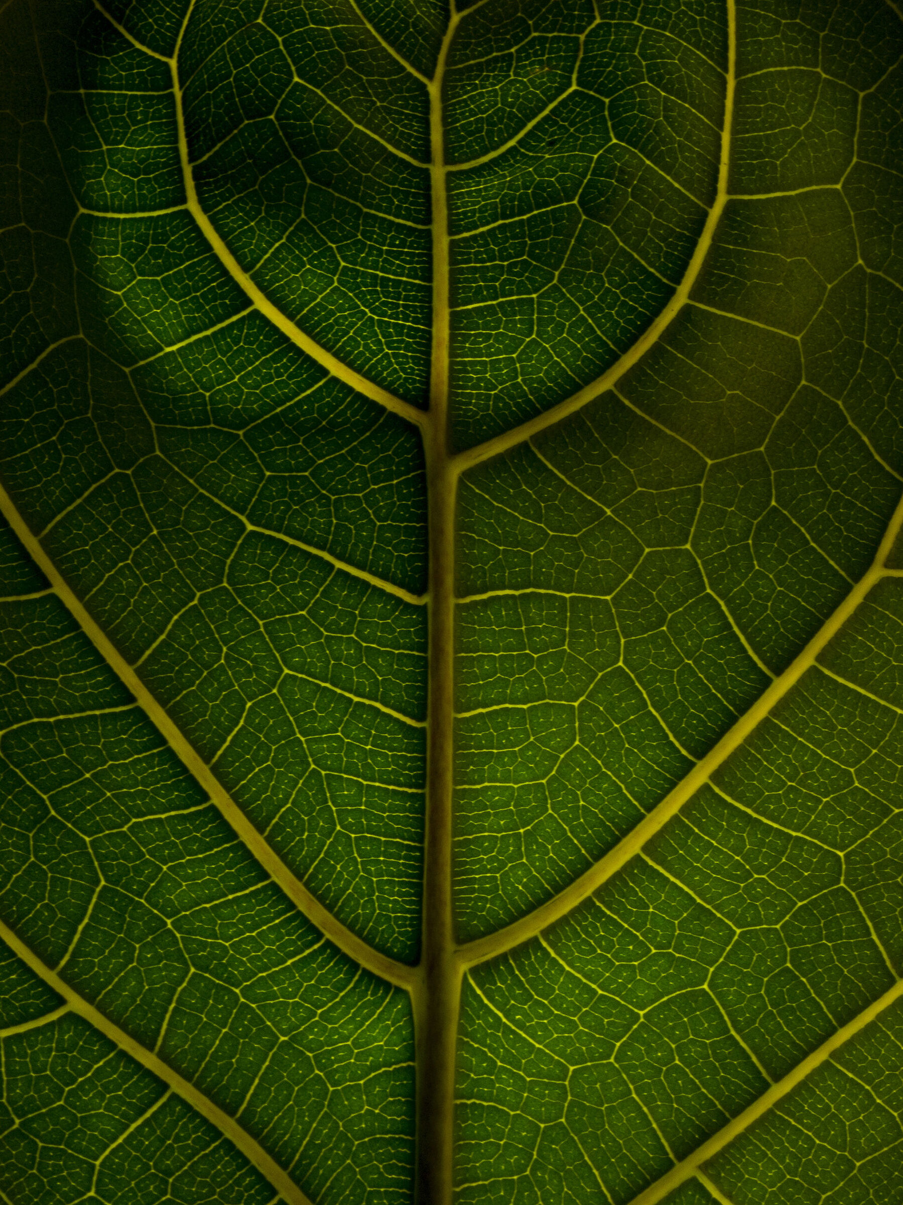 Leaf