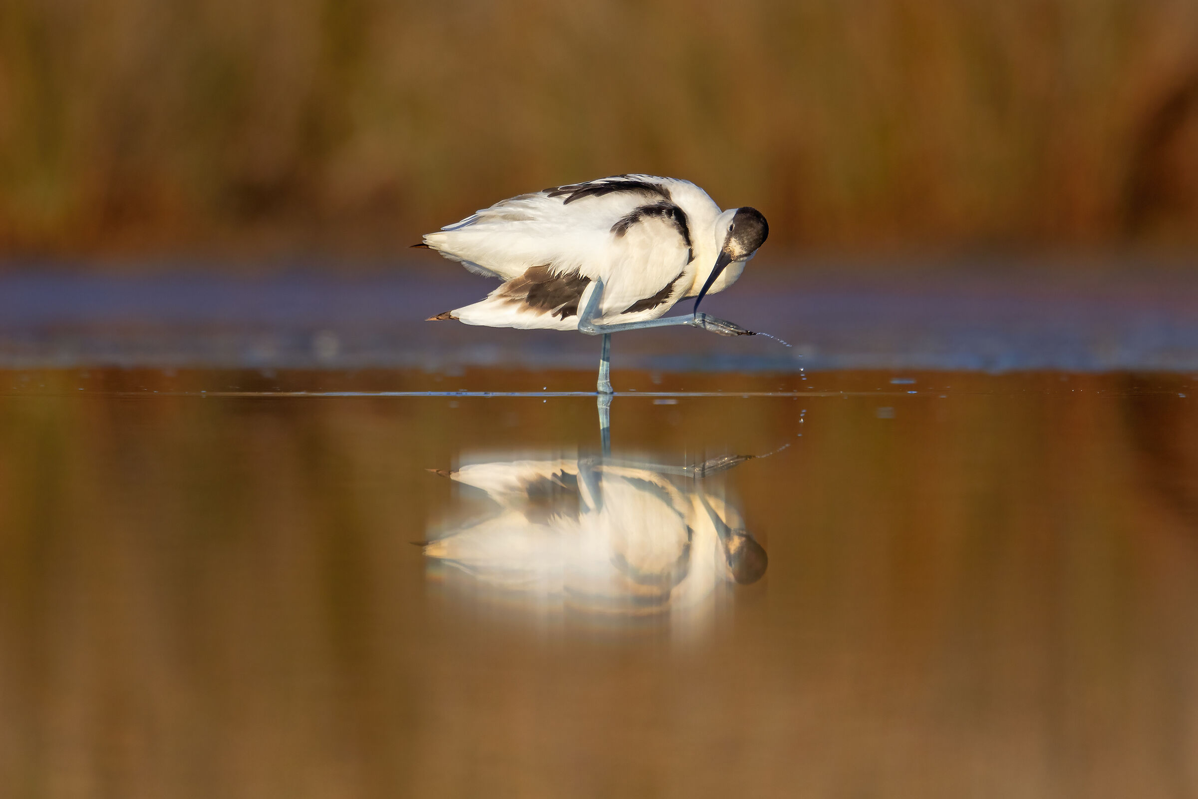 Avocetta
