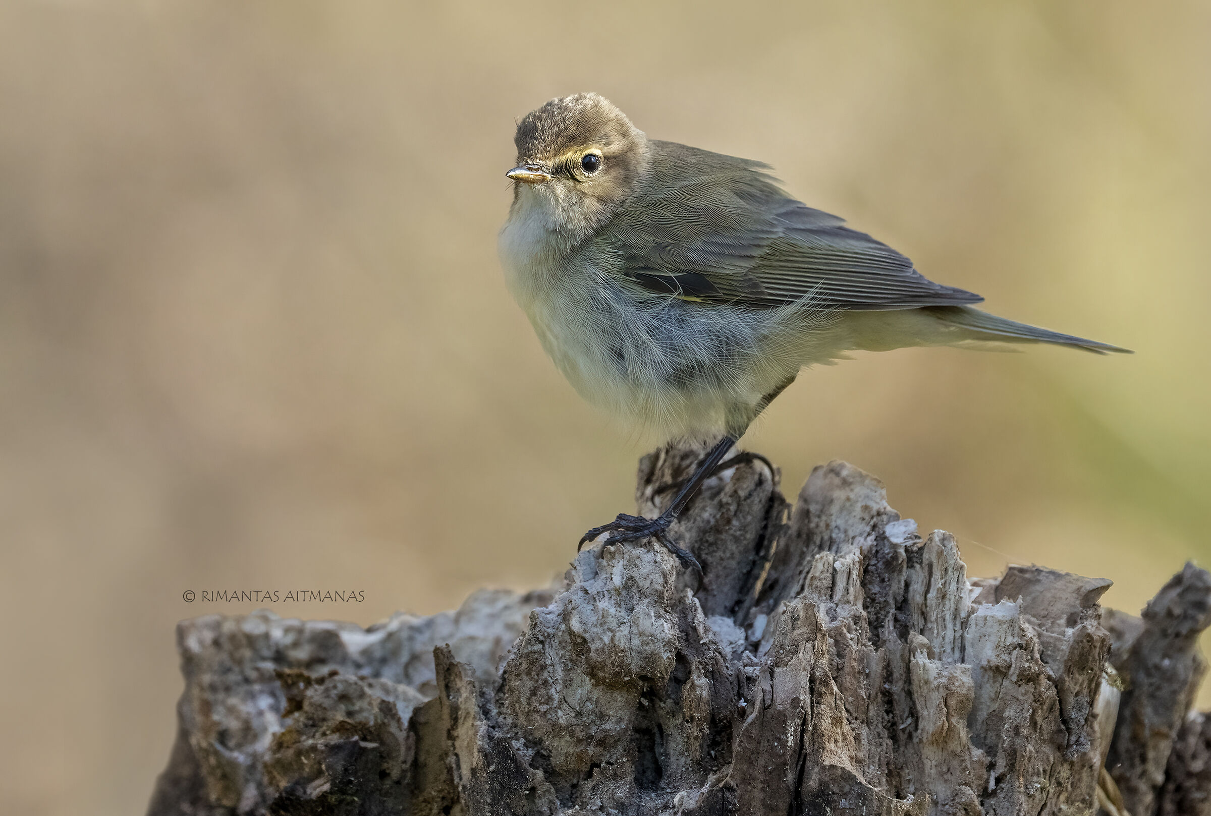Phylloscopus Collybita - Chiffchaff