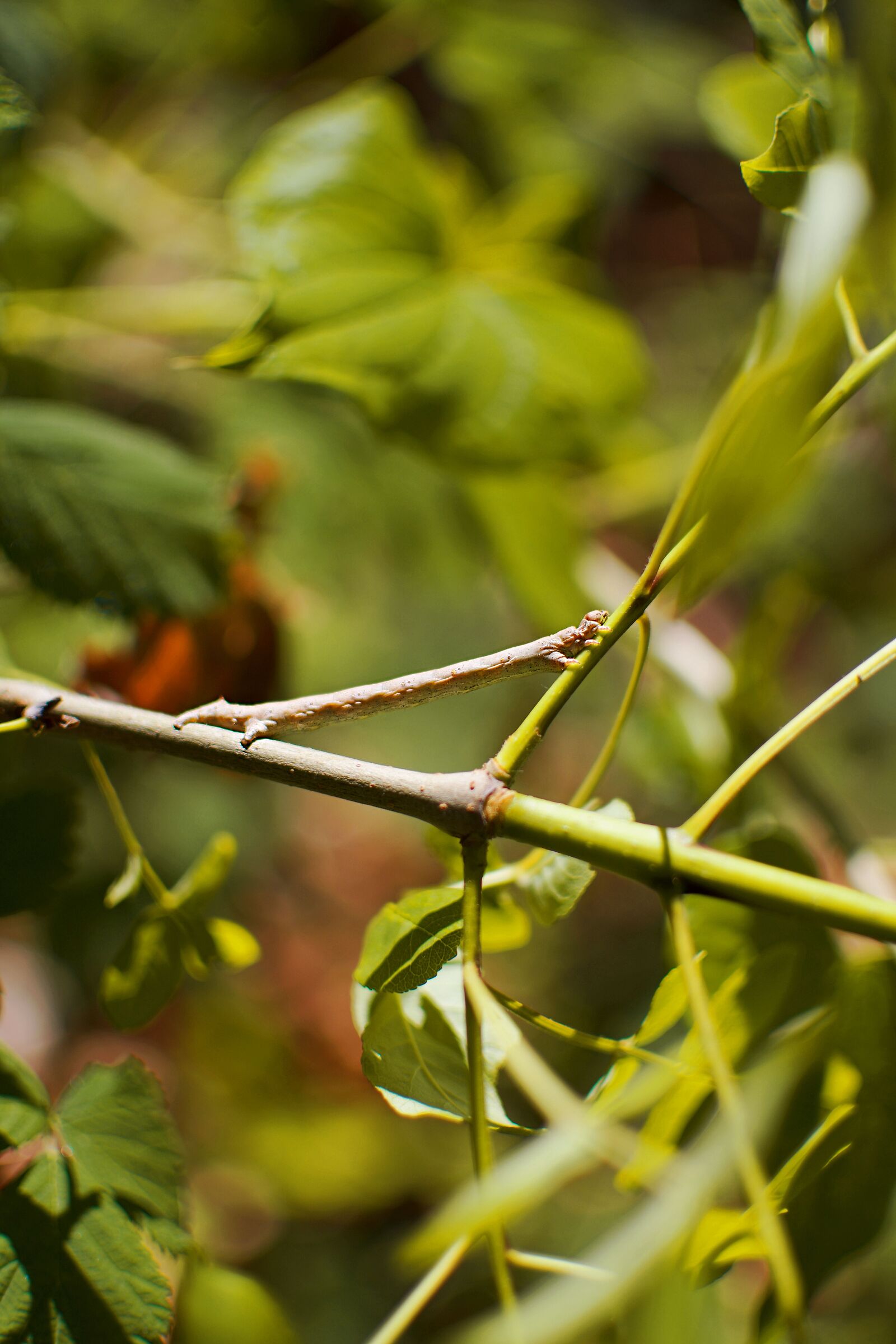 Larva of Geometridae