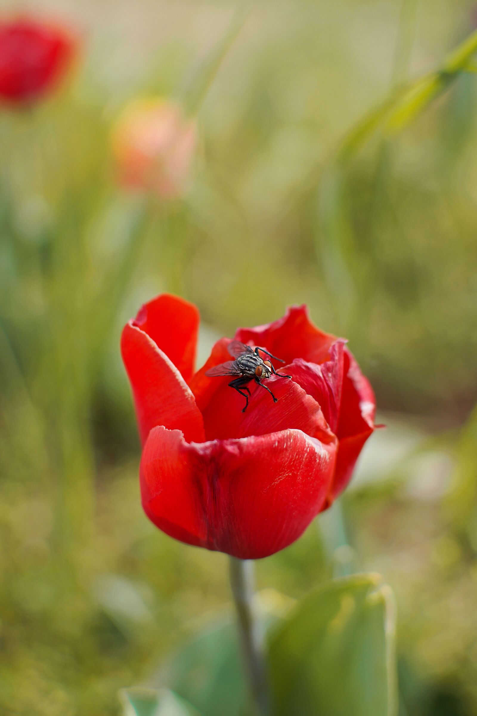 Musca autumnalis on Tulipa gesneriana