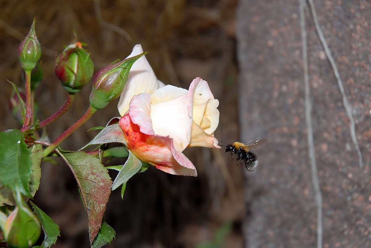 Al giardino delle rose di Bulla ( Ortisei )