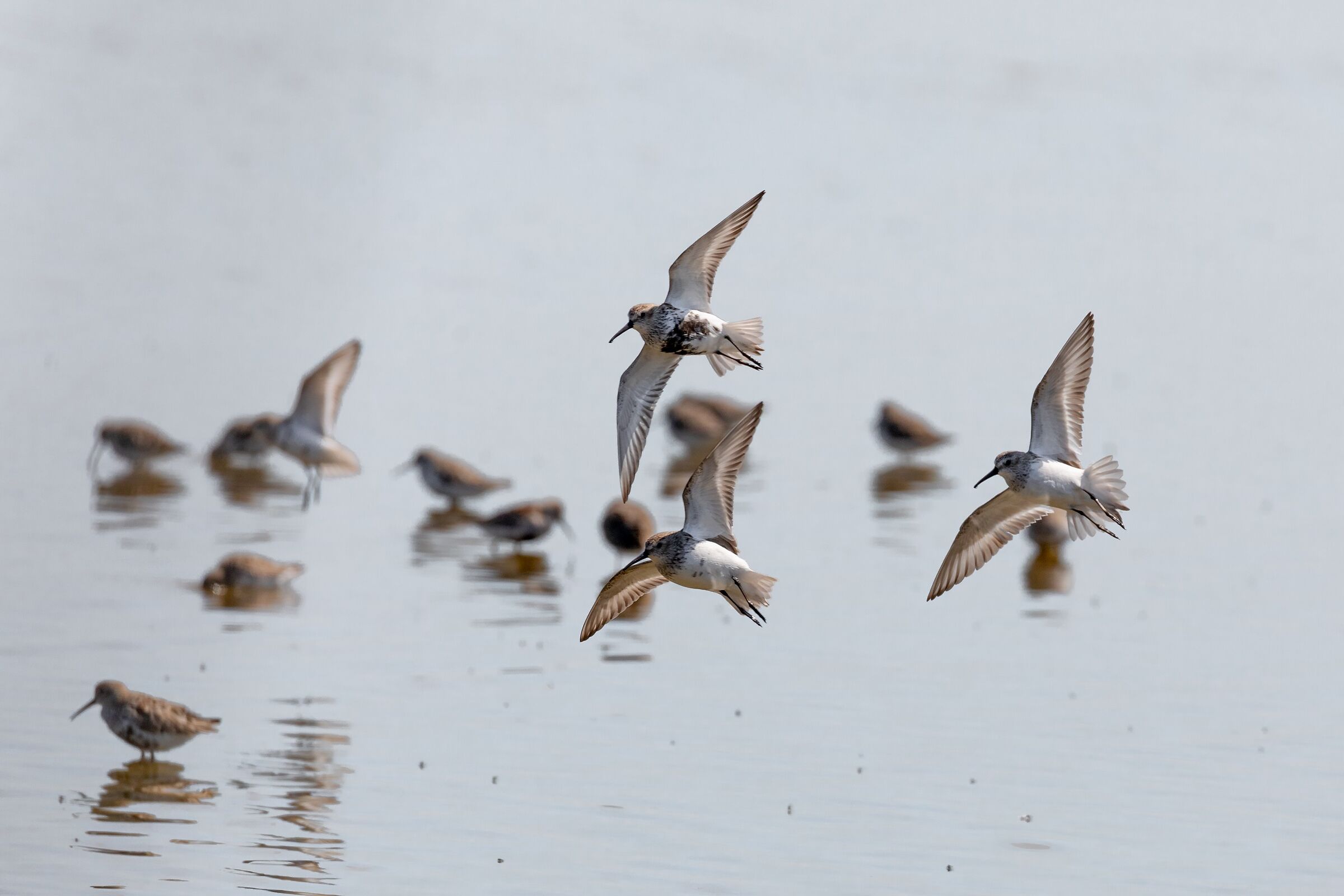 piovanelli acrobatici