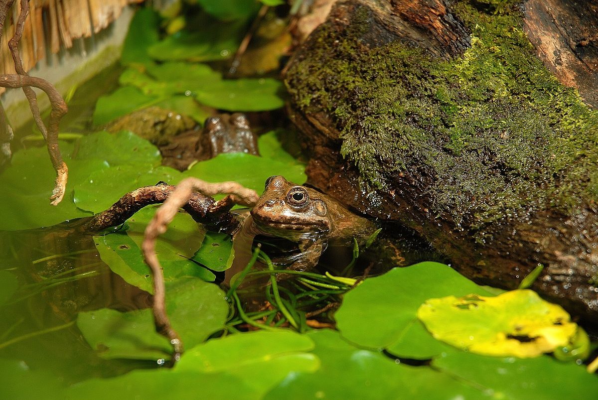 Preferisco il fresco