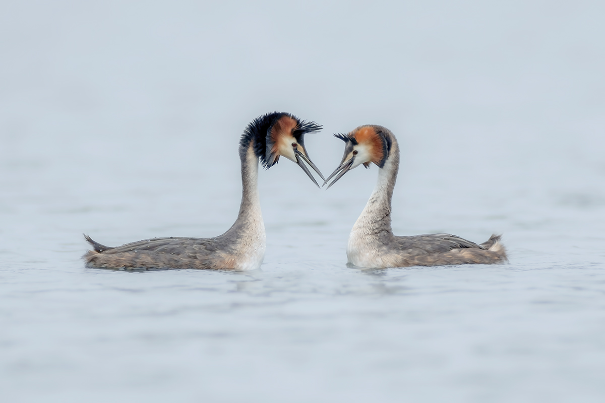 Grebes