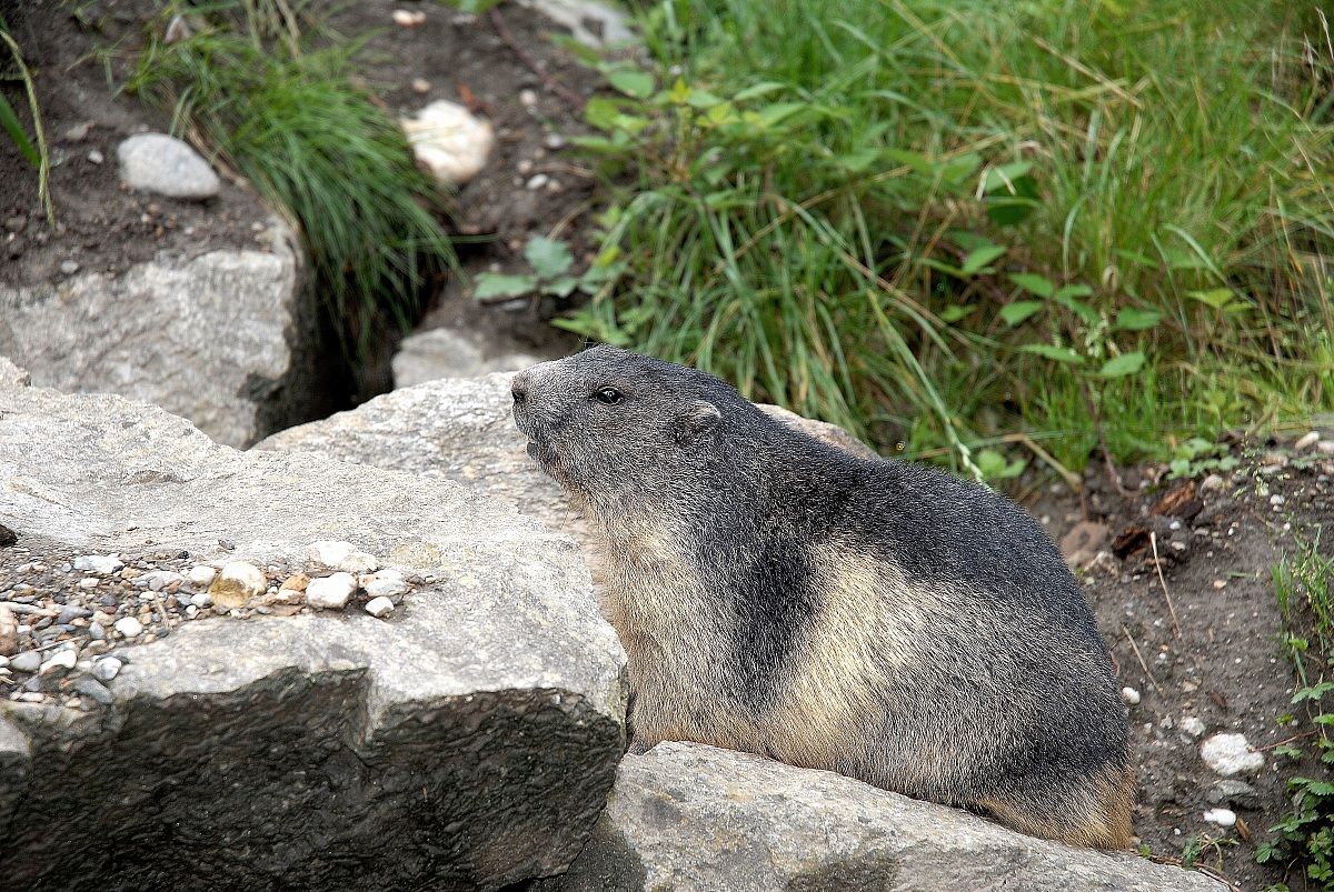 Marmotta
