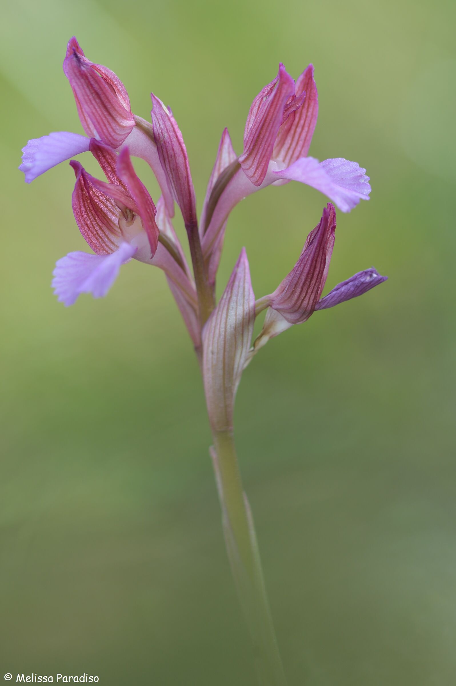 Anacamptis papilionacea