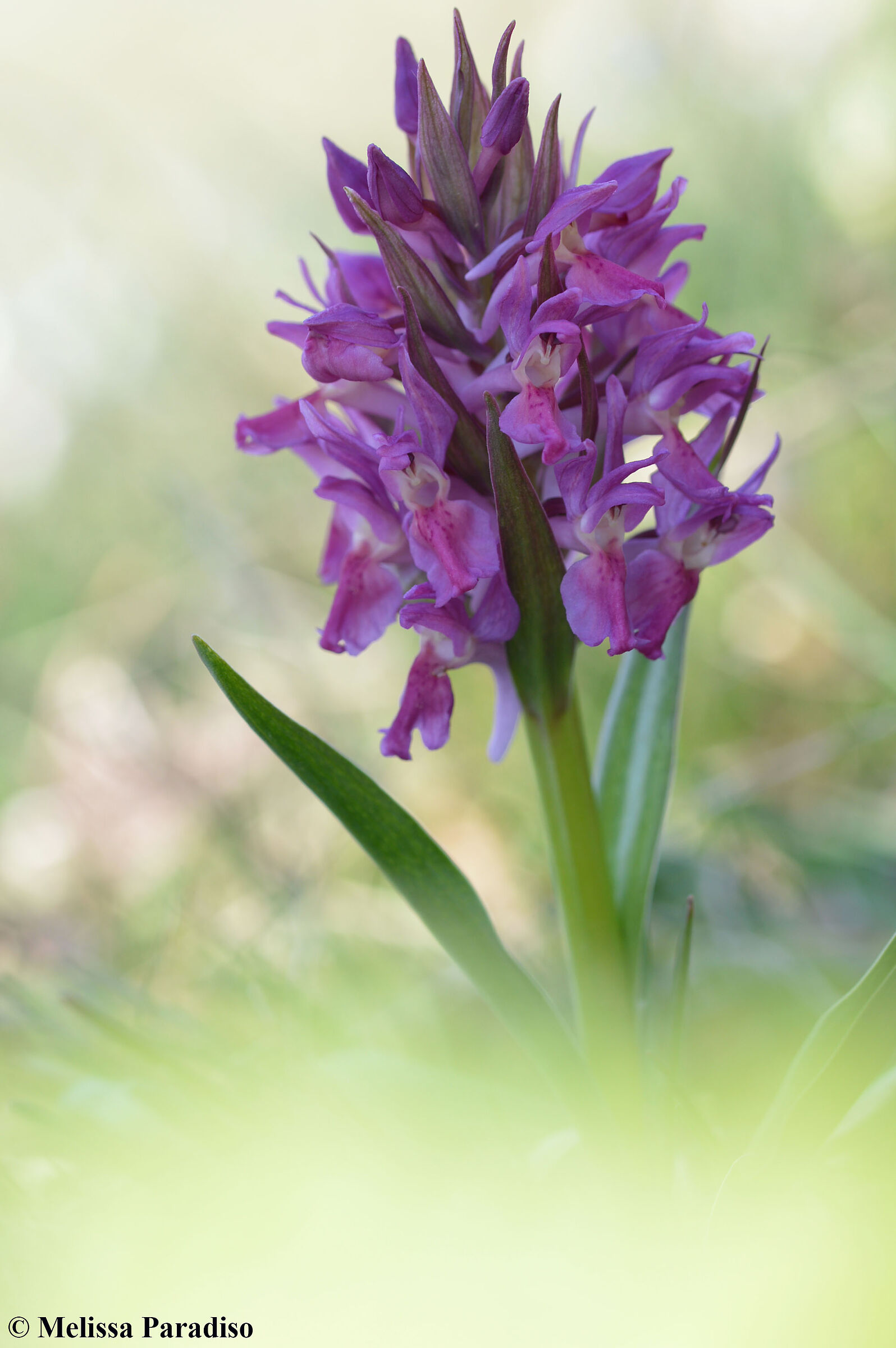 Dactylorhiza sambucina