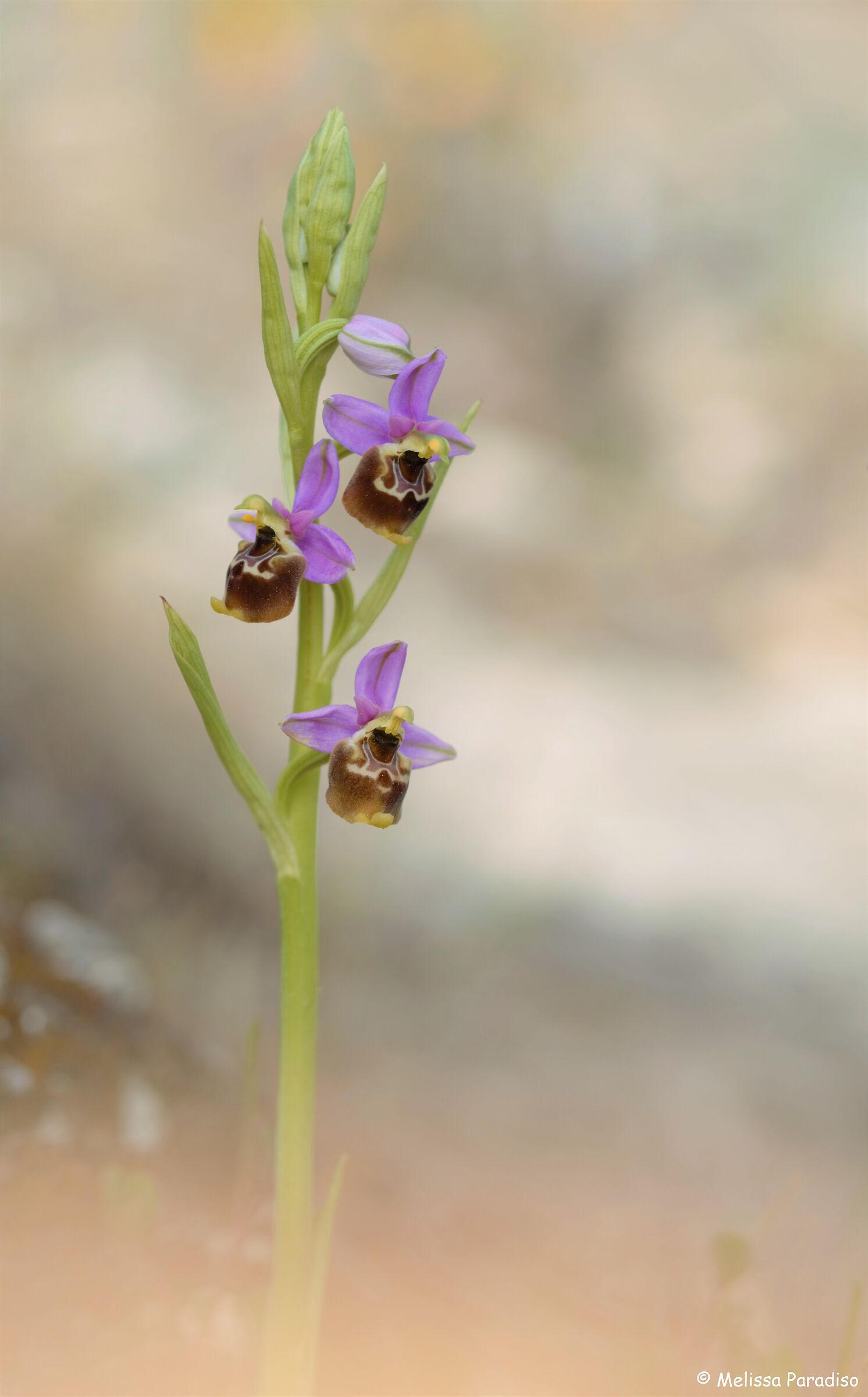 Ophrys holosericea subsp. Apennines?