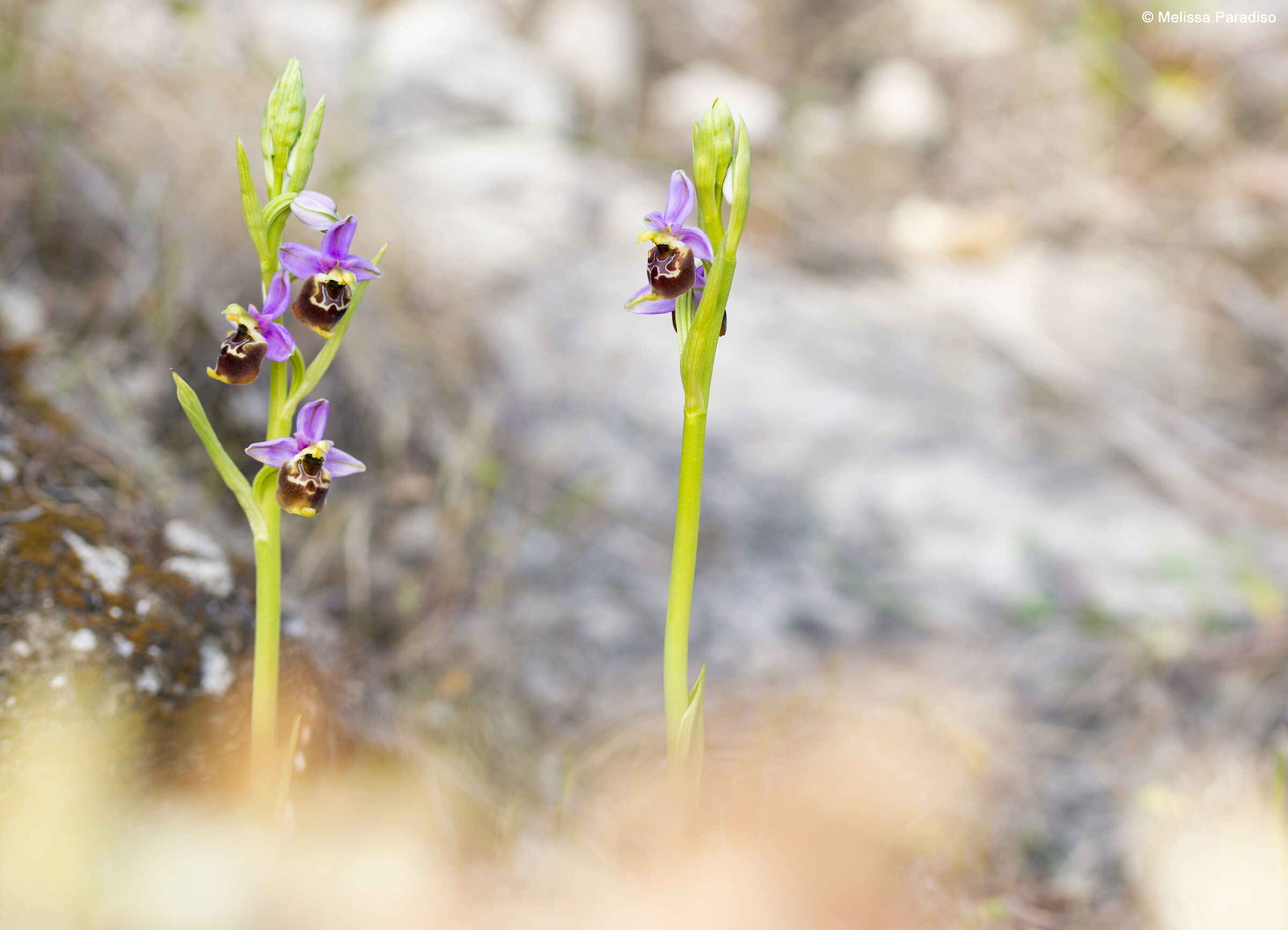 Ophrys holosericea subsp. Apennines?