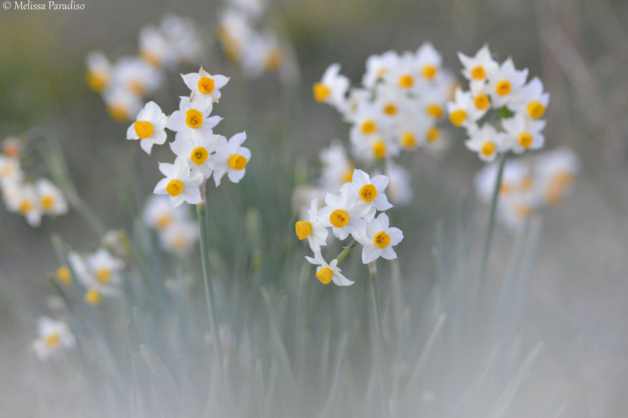 Daffodils