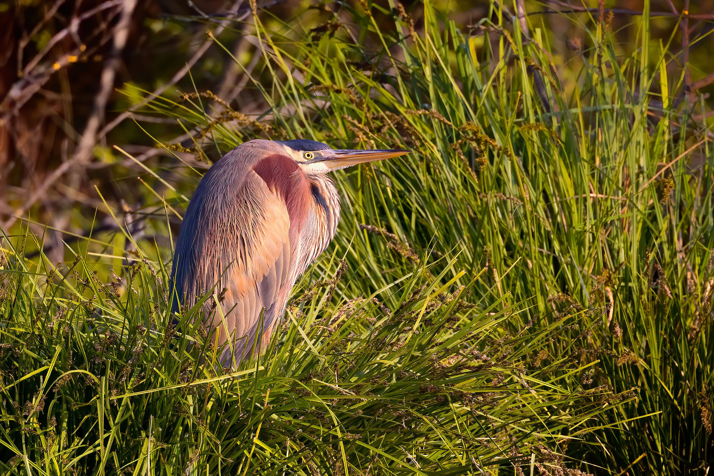 Incontri nel Parco del Mincio (mn)