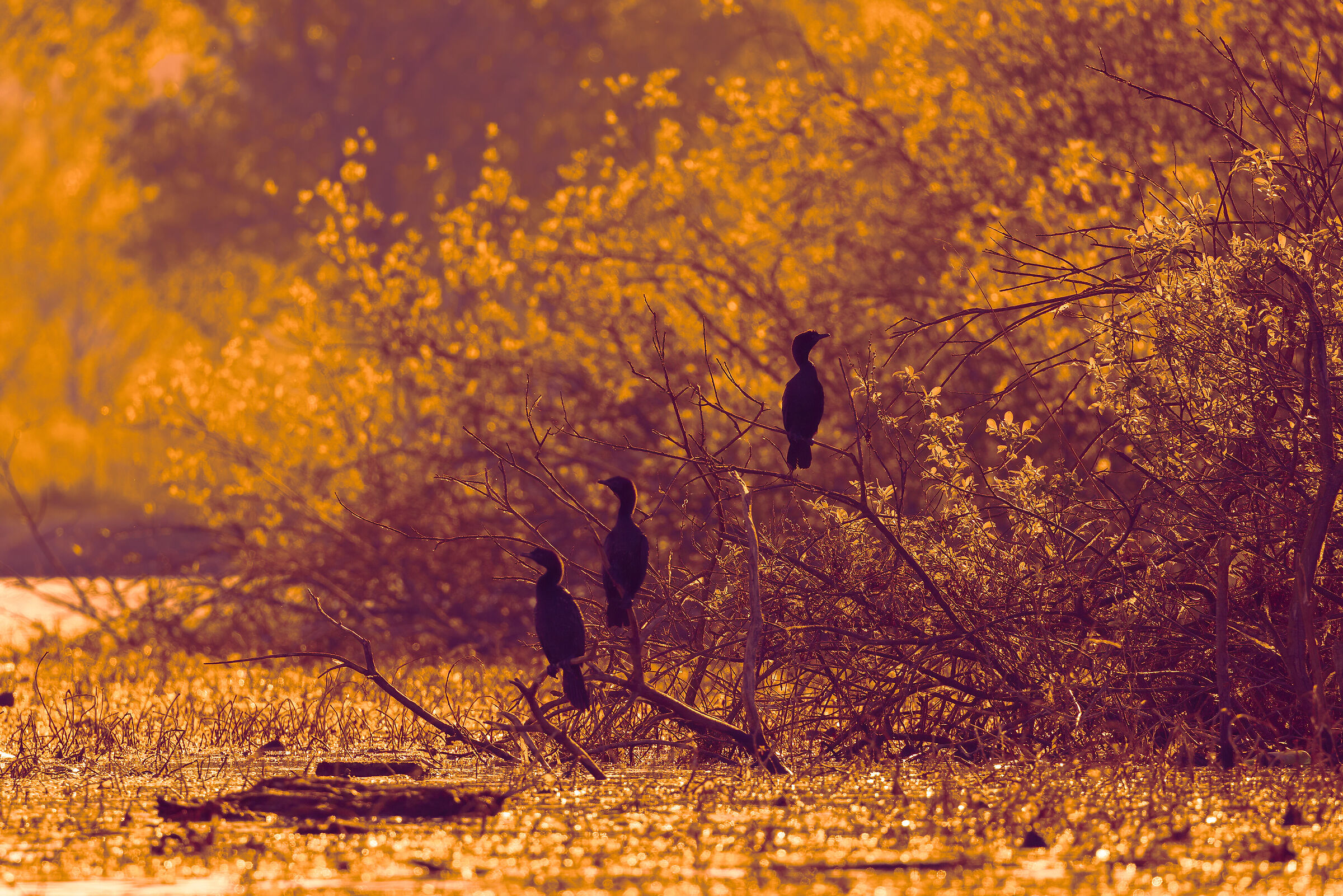 Incontri nel Parco del Mincio (mn)