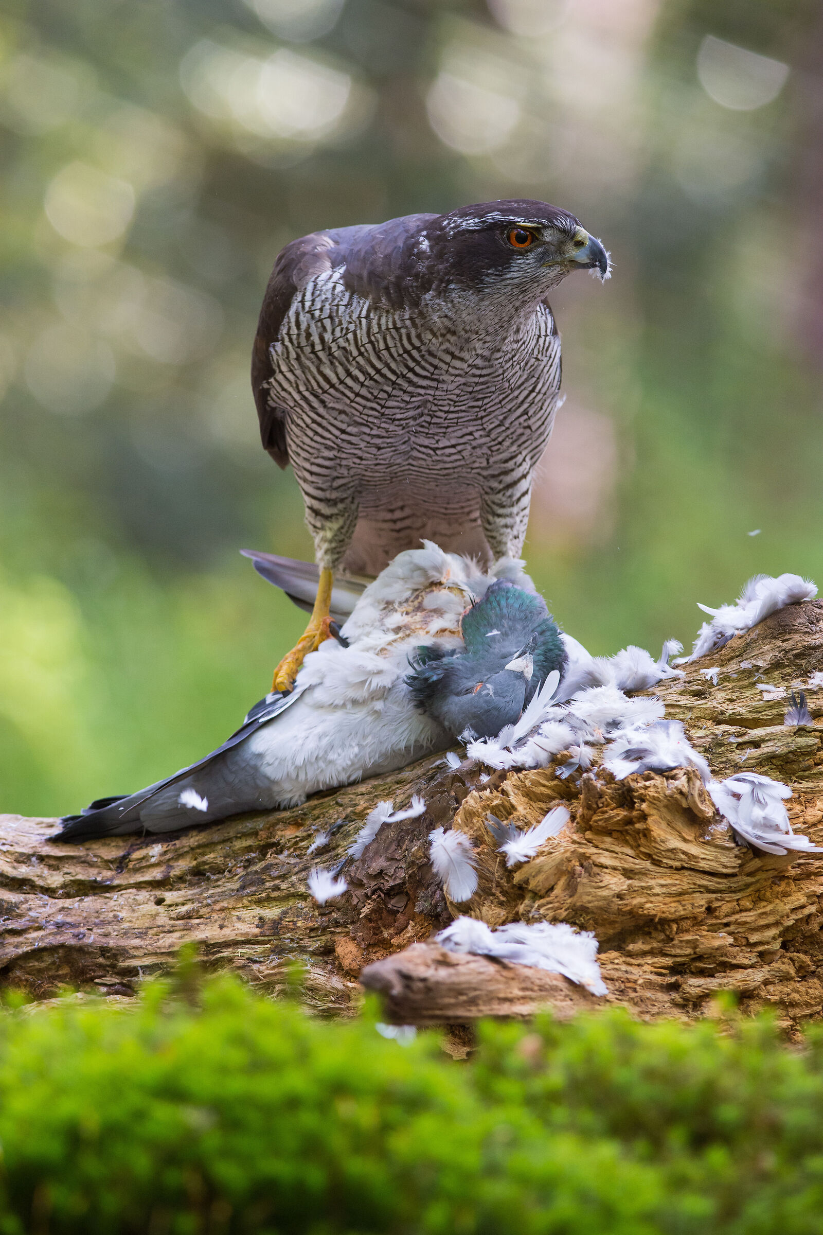 Goshawk