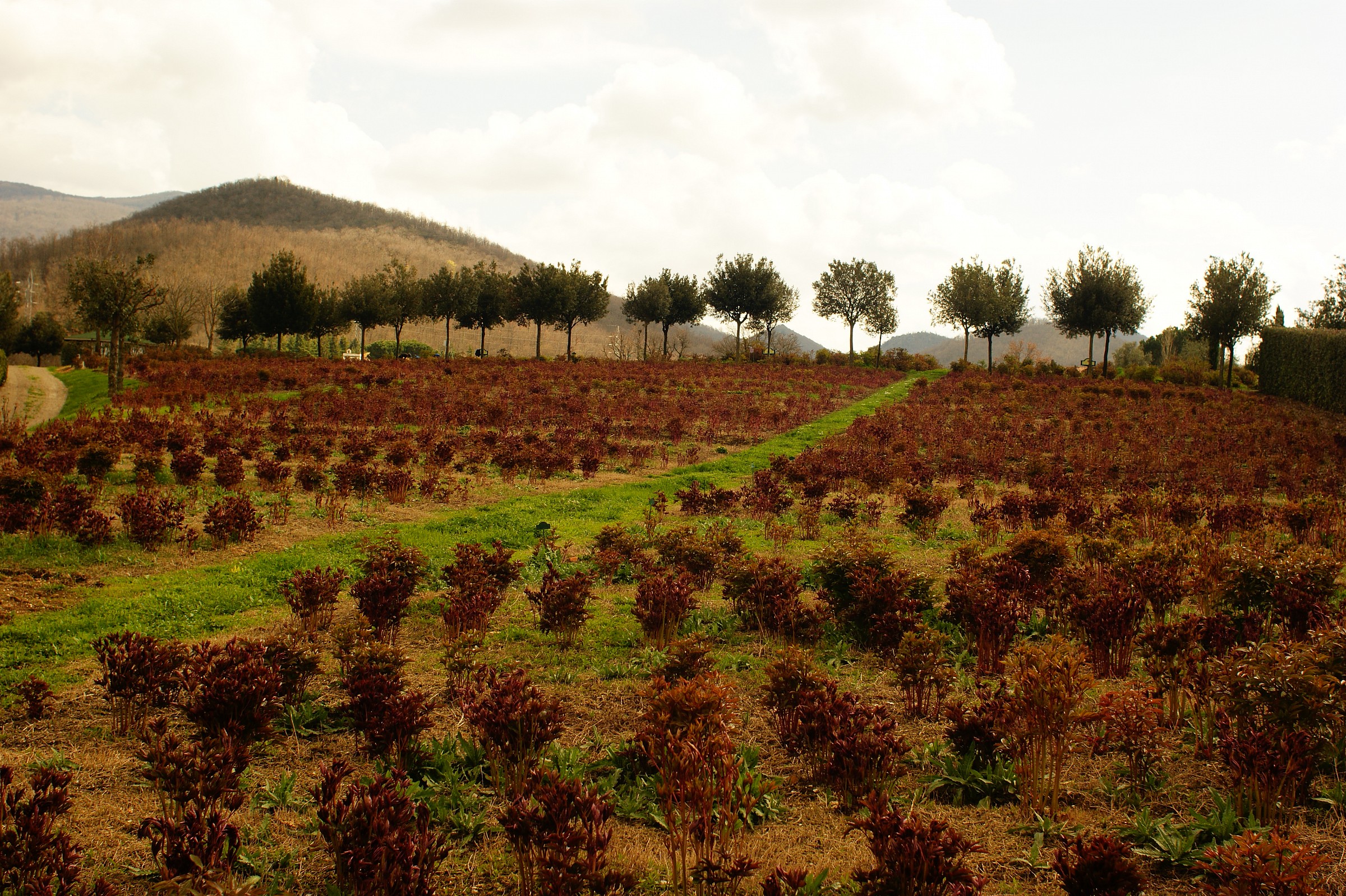 garden center moutan