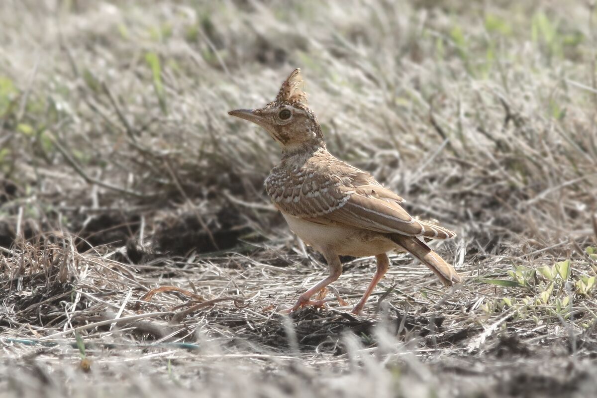 Crested lark