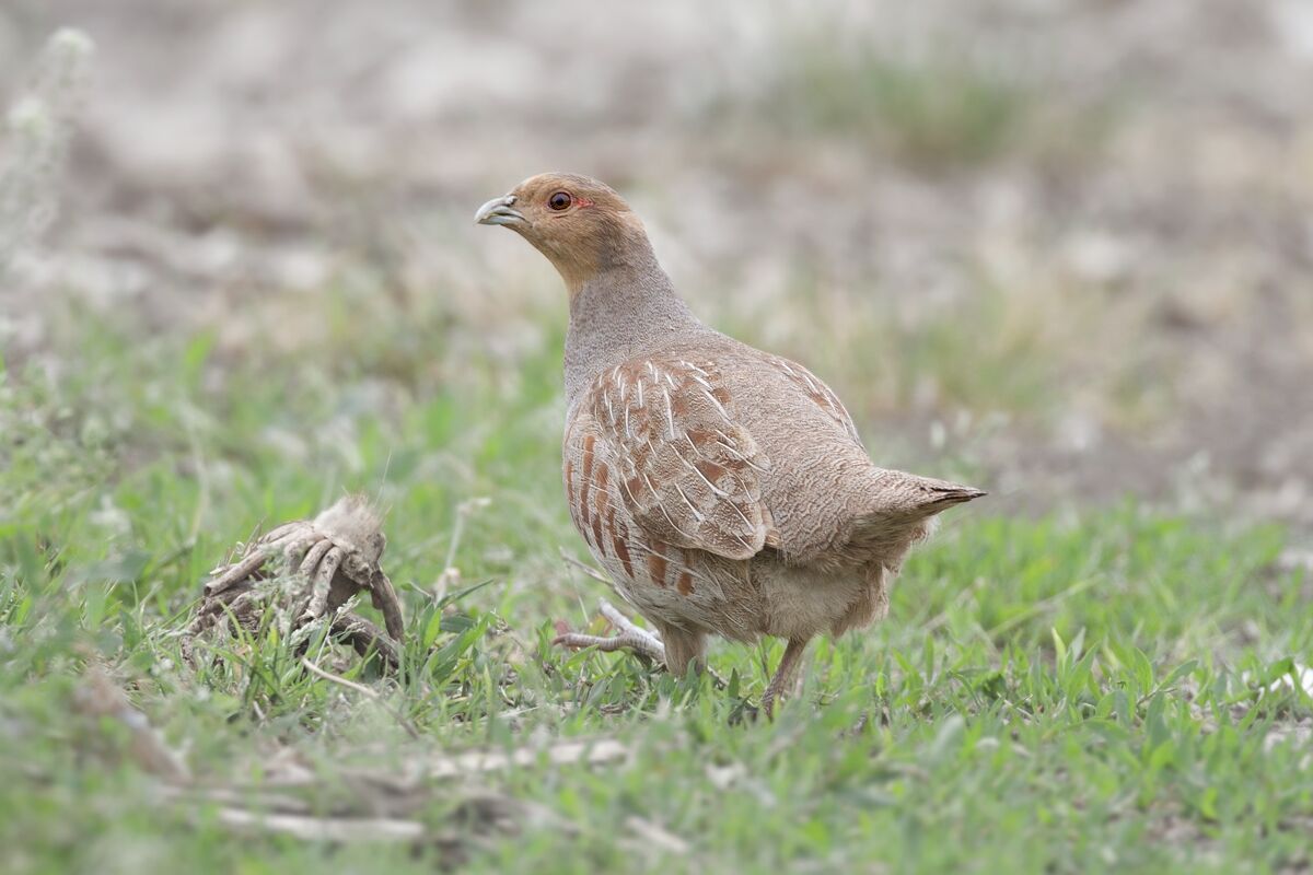 Partridge in the Magredi