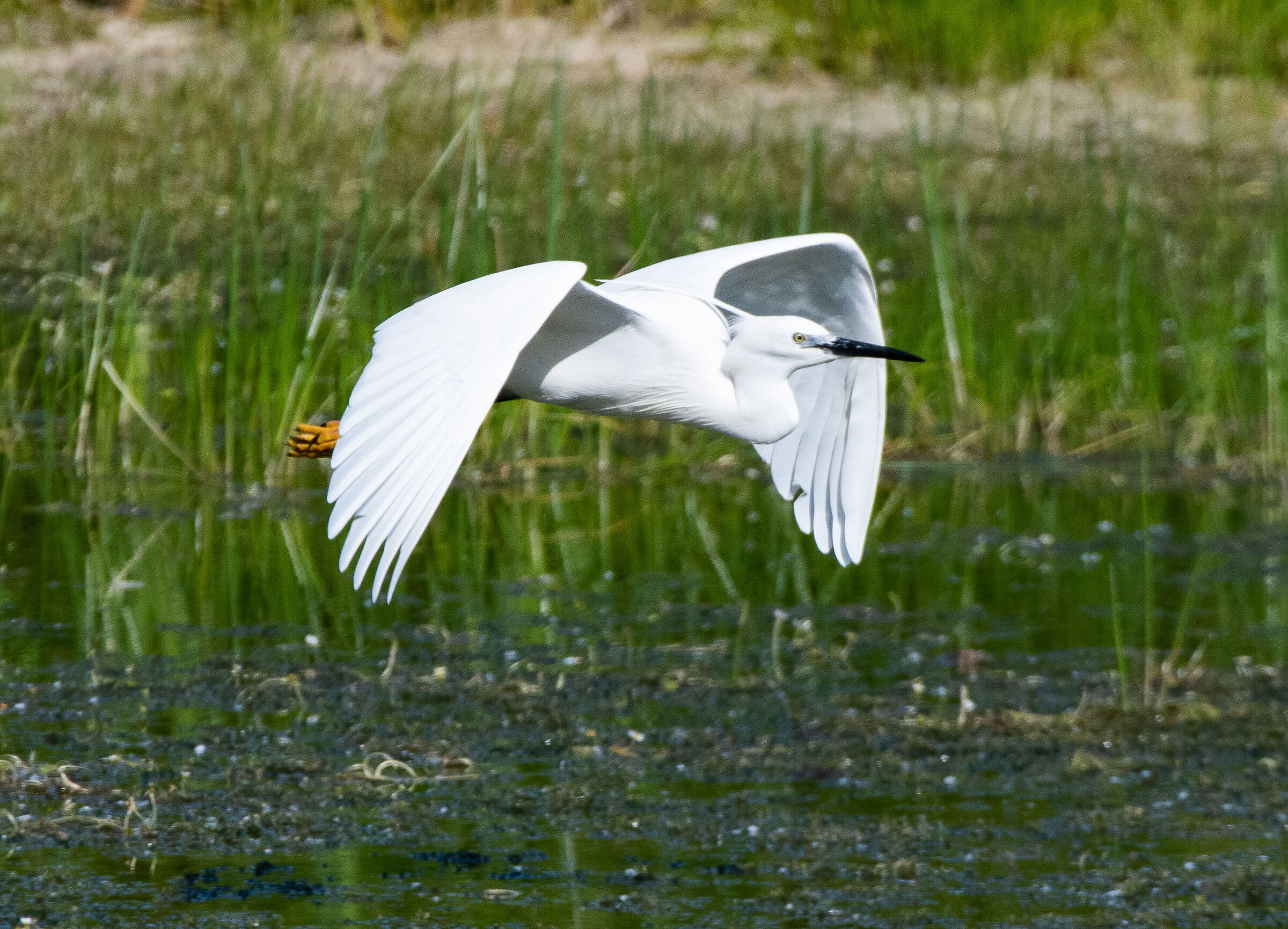 Egret