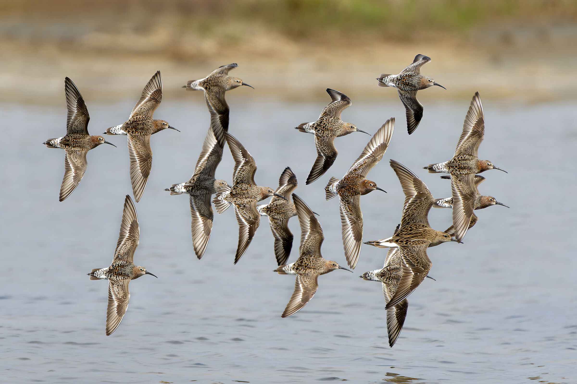 Piovanelli e combattente