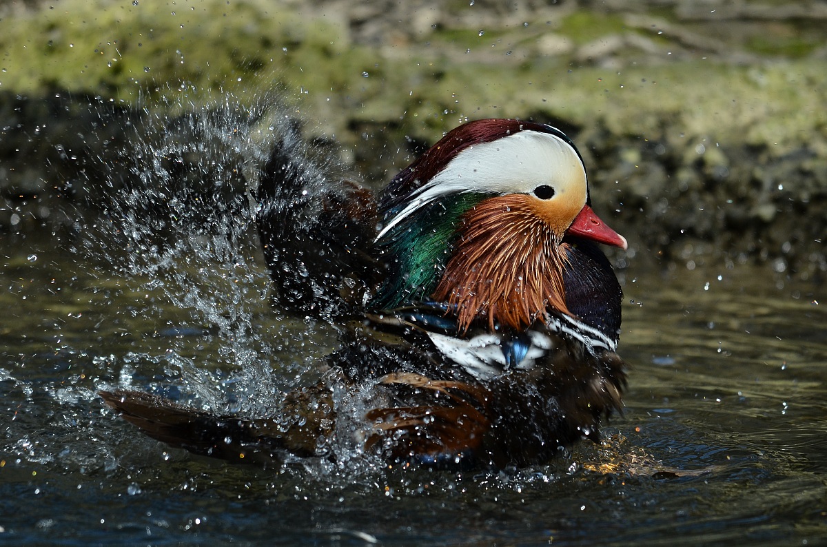 Mandarin Duck
