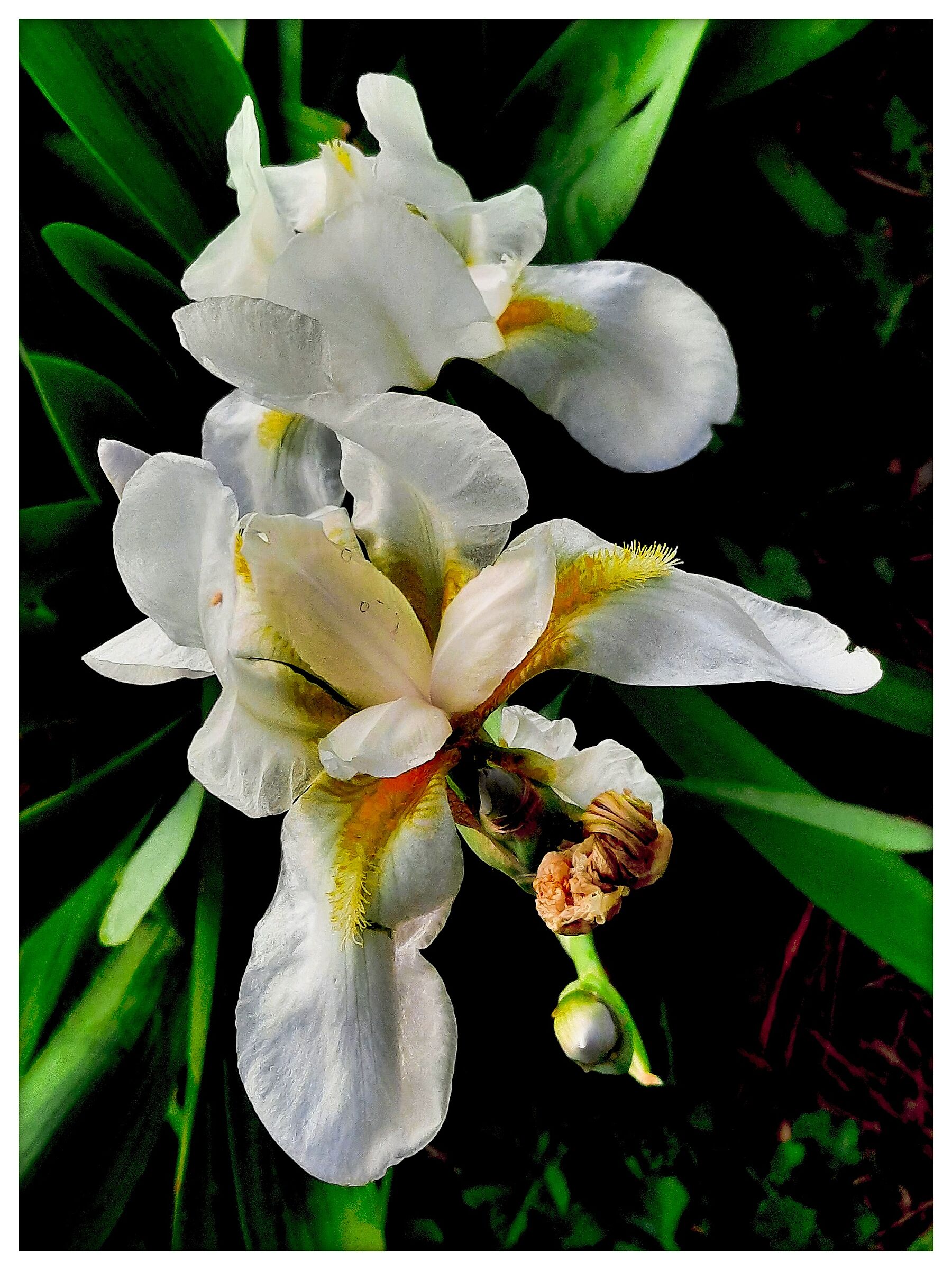 Iris