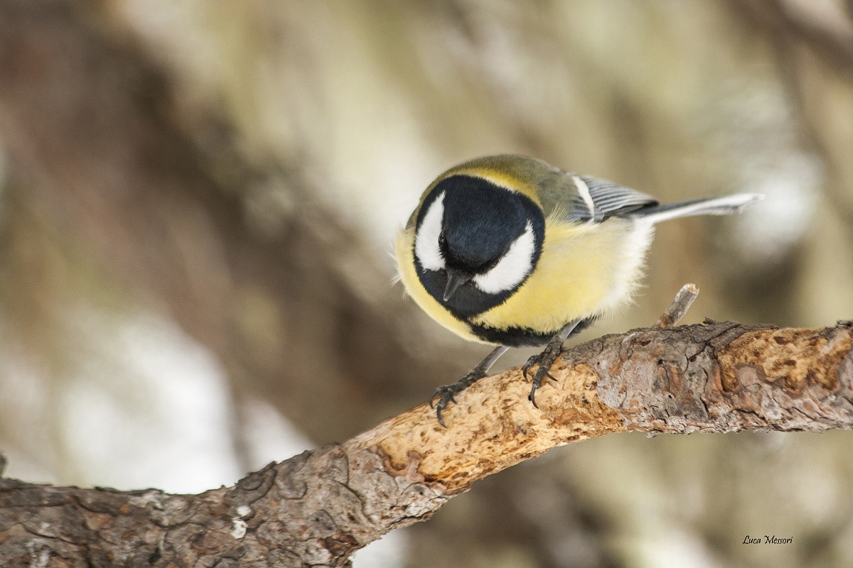 Great Tit