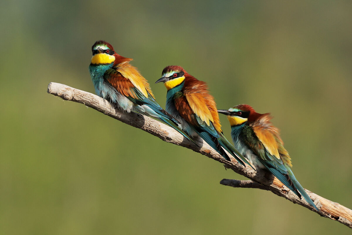 Bee-eaters