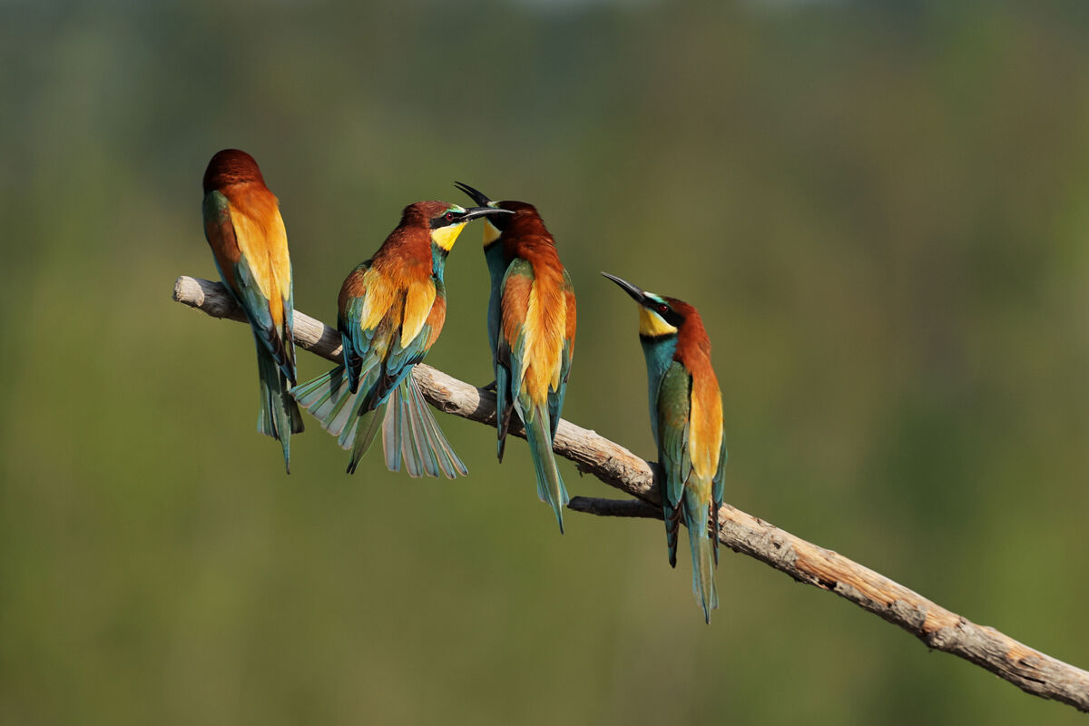 Bee-eaters